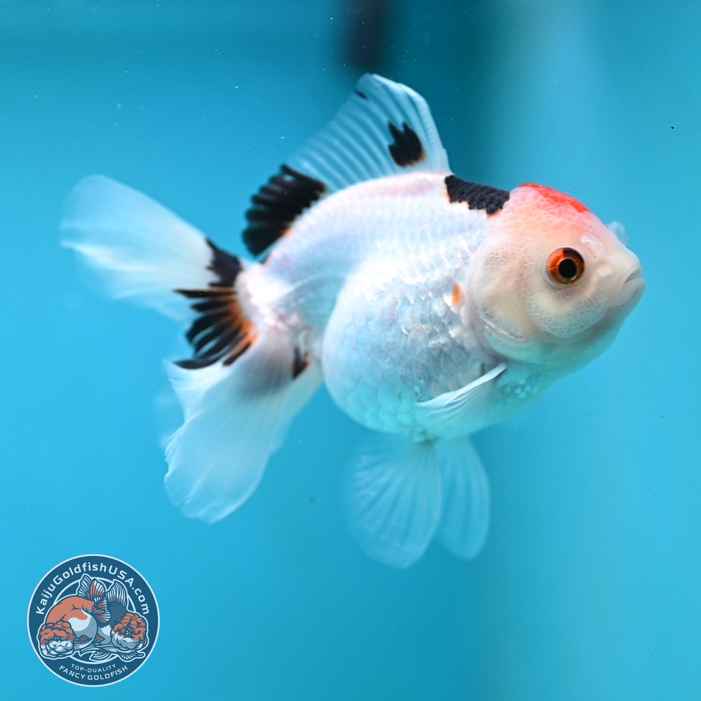 Tricolor Oranda 3.5 inch Body (250613_OR24)