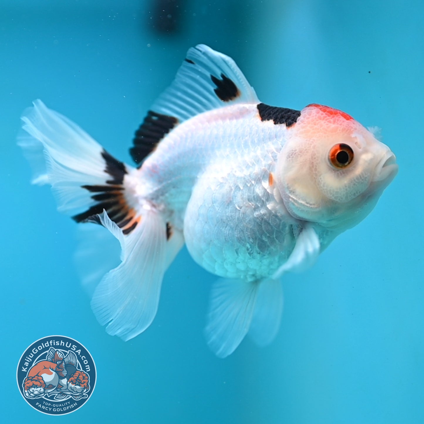 Tricolor Oranda 3.5 inch Body (250613_OR24)