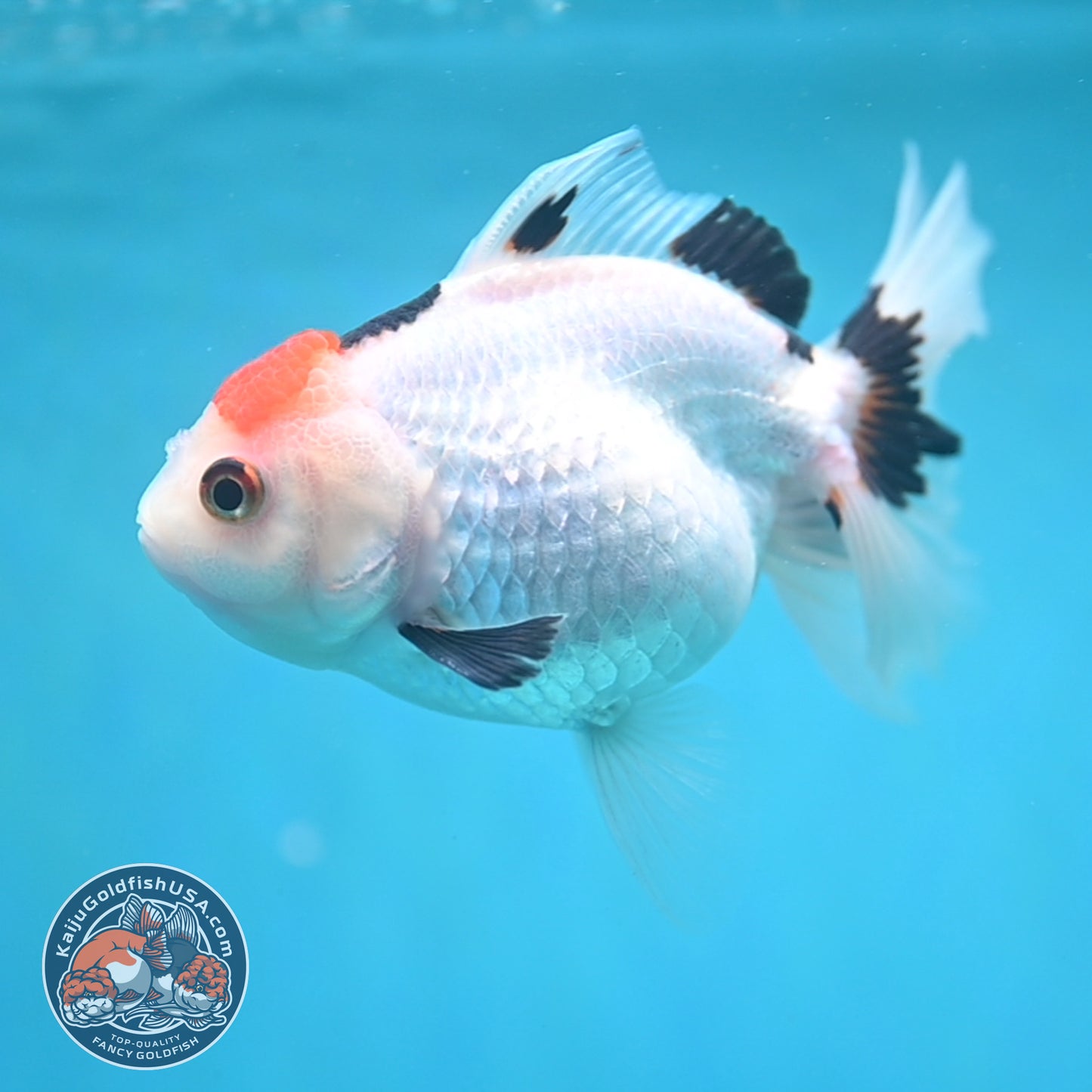 Tricolor Oranda 3.5 inch Body (250613_OR24)