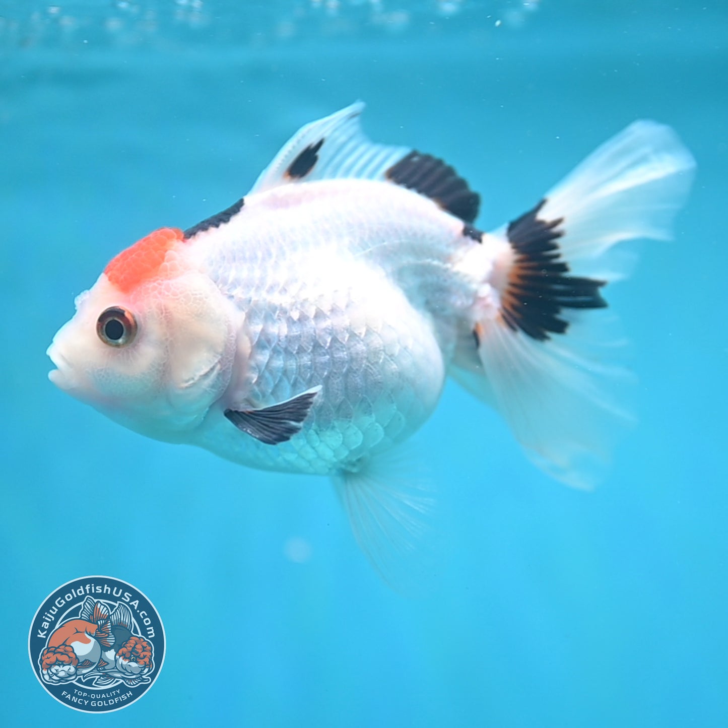 Tricolor Oranda 3.5 inch Body (250613_OR24)