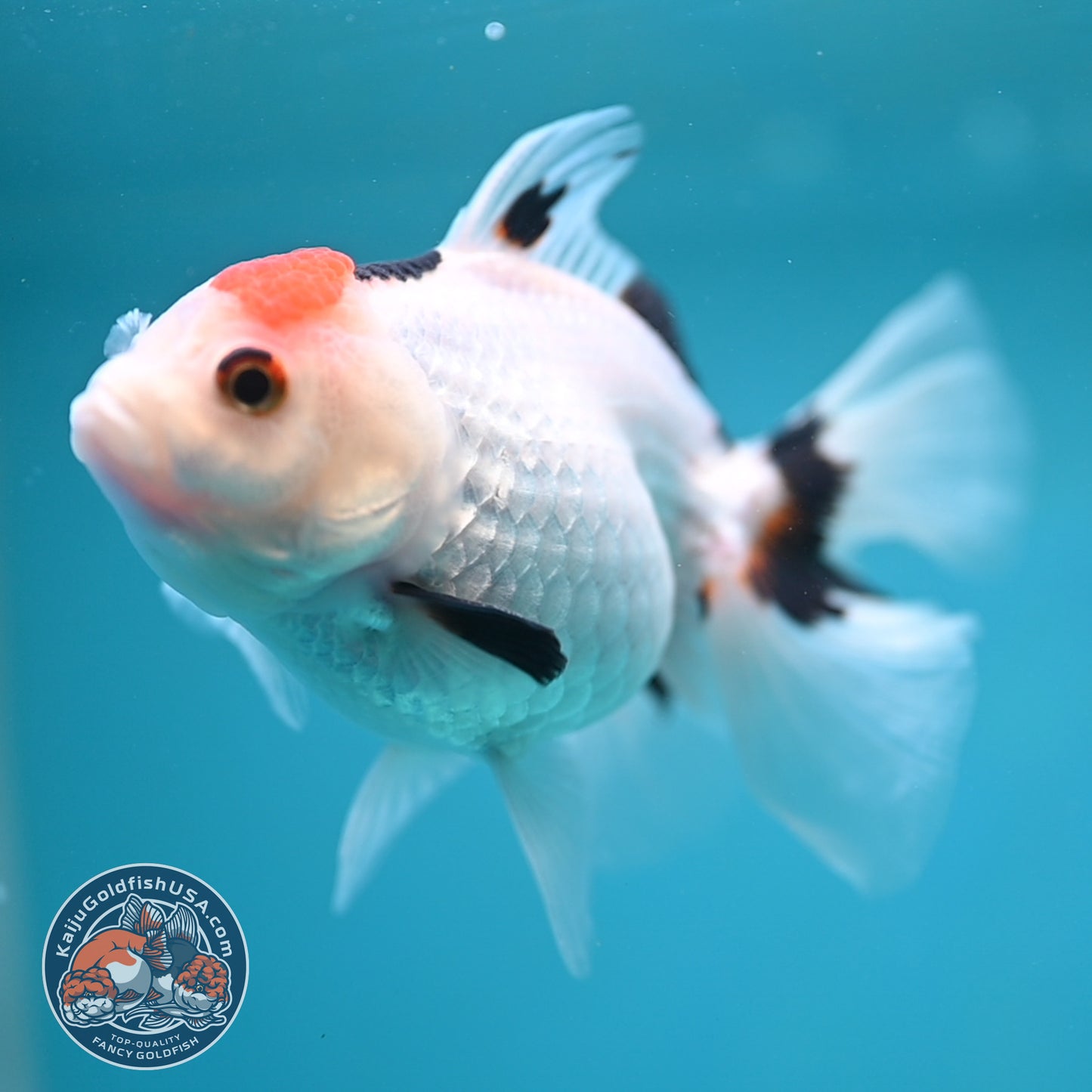 Tricolor Oranda 3.5 inch Body (250613_OR24)