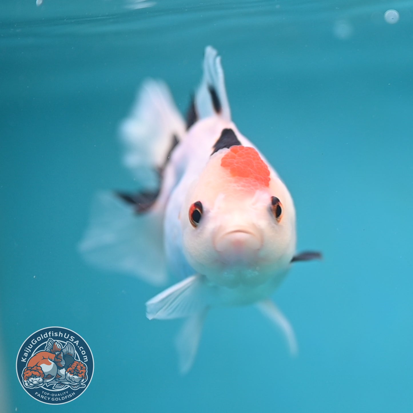 Tricolor Oranda 3.5 inch Body (250613_OR24)
