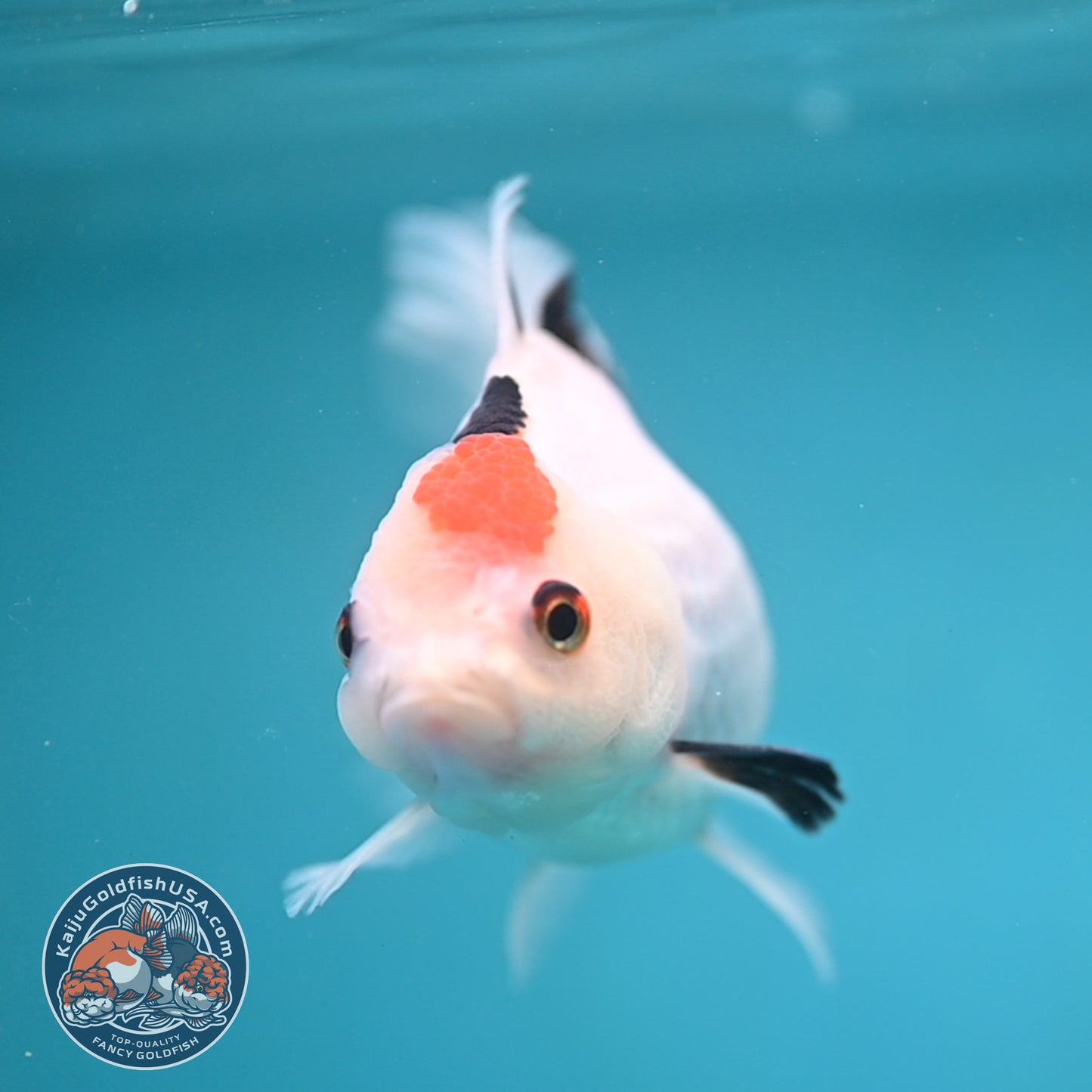 Tricolor Oranda 3.5 inch Body (250613_OR24)