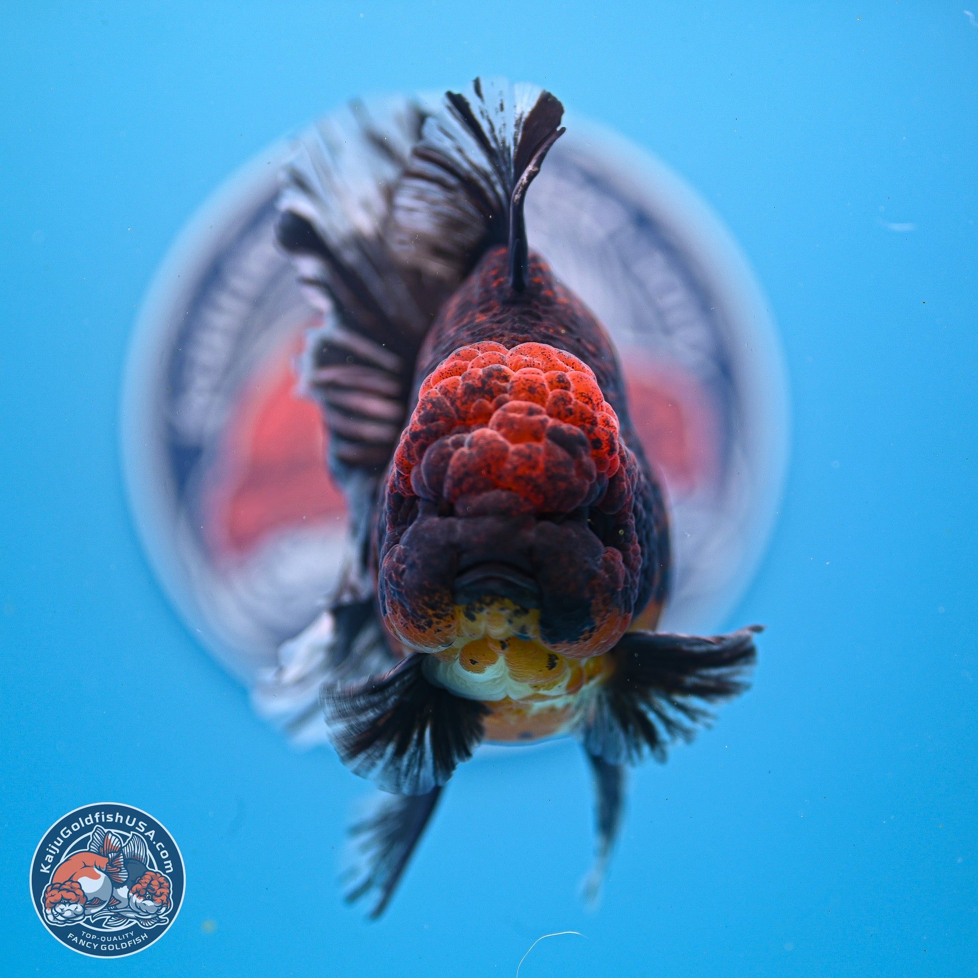 Red Kirin Rose Tail Oranda 4-5.5 inches (240913_OR24) - Kaiju Goldfish USA