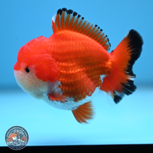 Tricolor YuanBao Oranda 3.25 inches Body - Male (241227_OR24) - Kaiju Goldfish USA