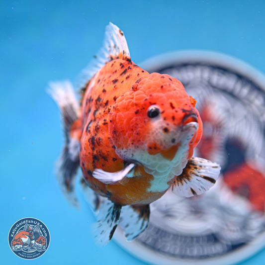 Shogun Tiger Oranda 4 inches Body - Male (250131_OR24)