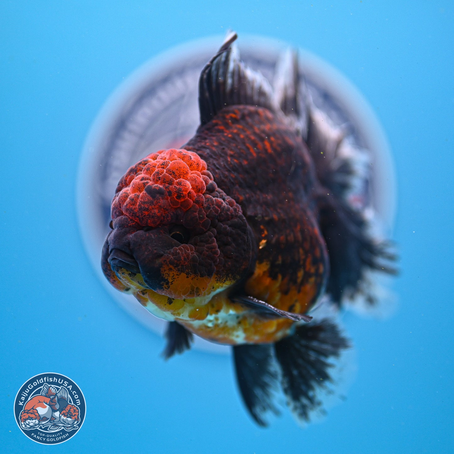 Red Kirin Rose Tail Oranda 4-5.5 inches (240913_OR24) - Kaiju Goldfish USA