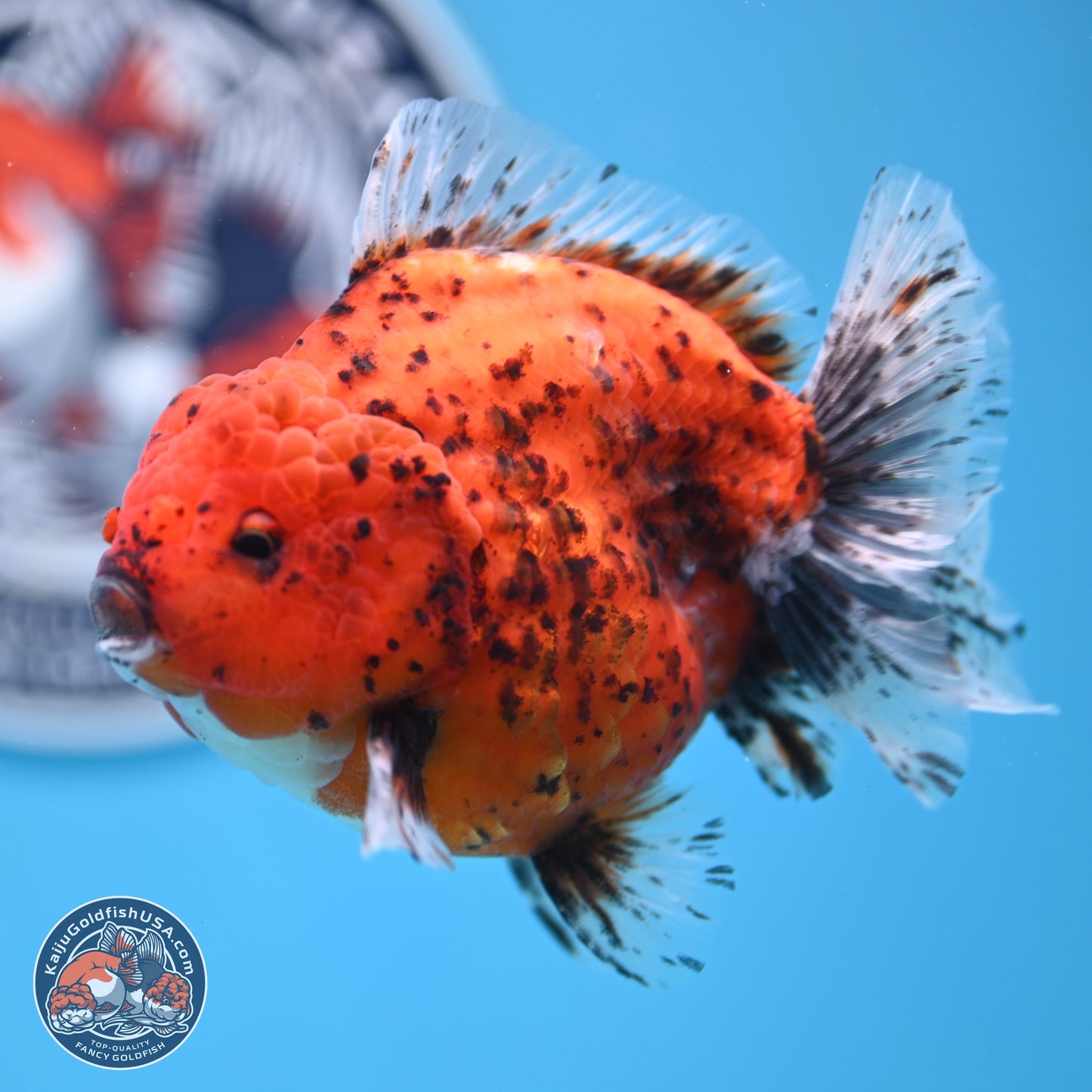 Shogun Tiger Oranda 4 inches Body - Male (250131_OR24)