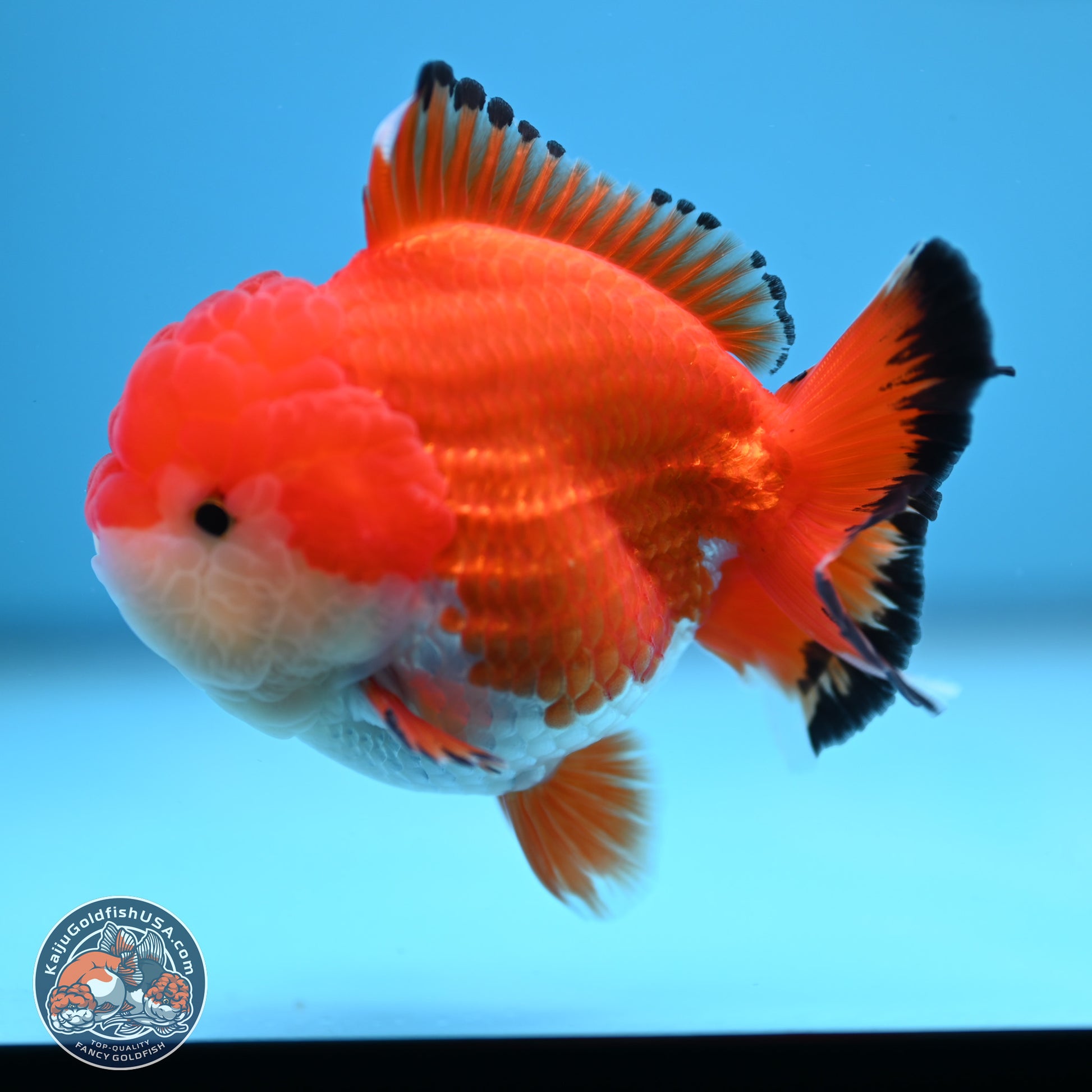 Tricolor YuanBao Oranda 3.25 inches Body - Male (241227_OR24) - Kaiju Goldfish USA