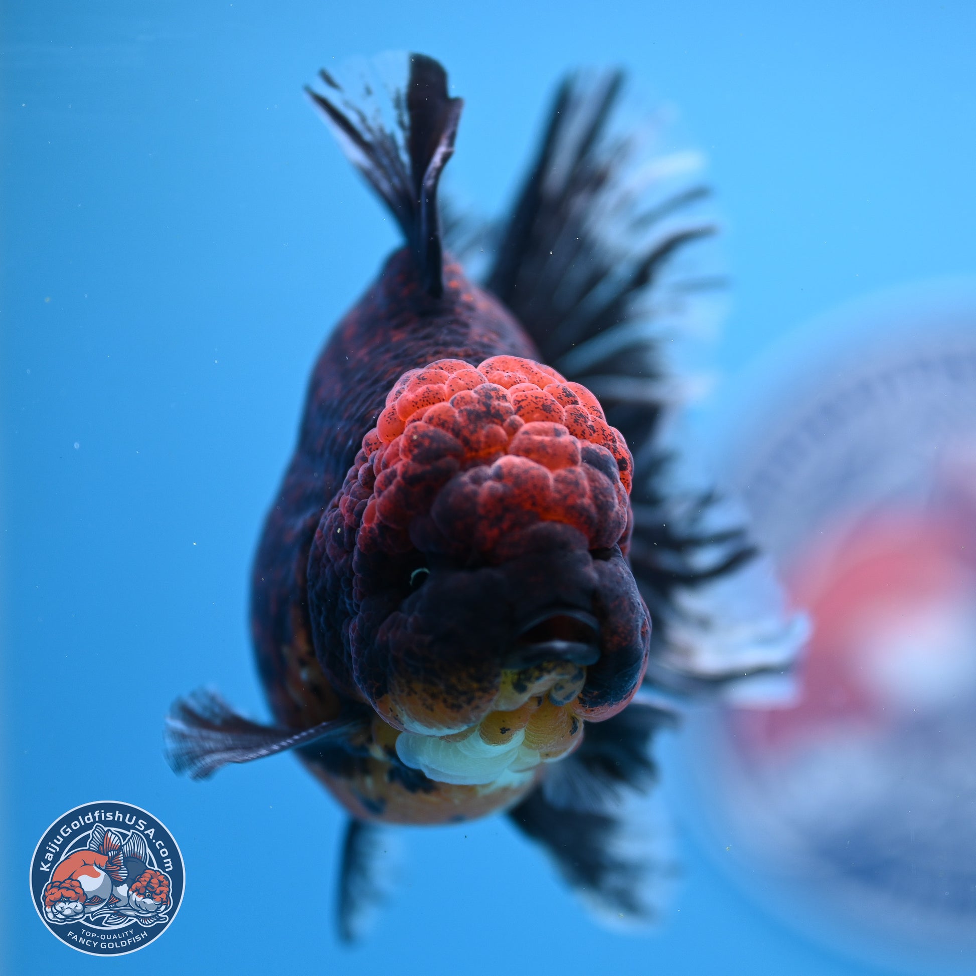 Red Kirin Rose Tail Oranda 4-5.5 inches (240913_OR24) - Kaiju Goldfish USA