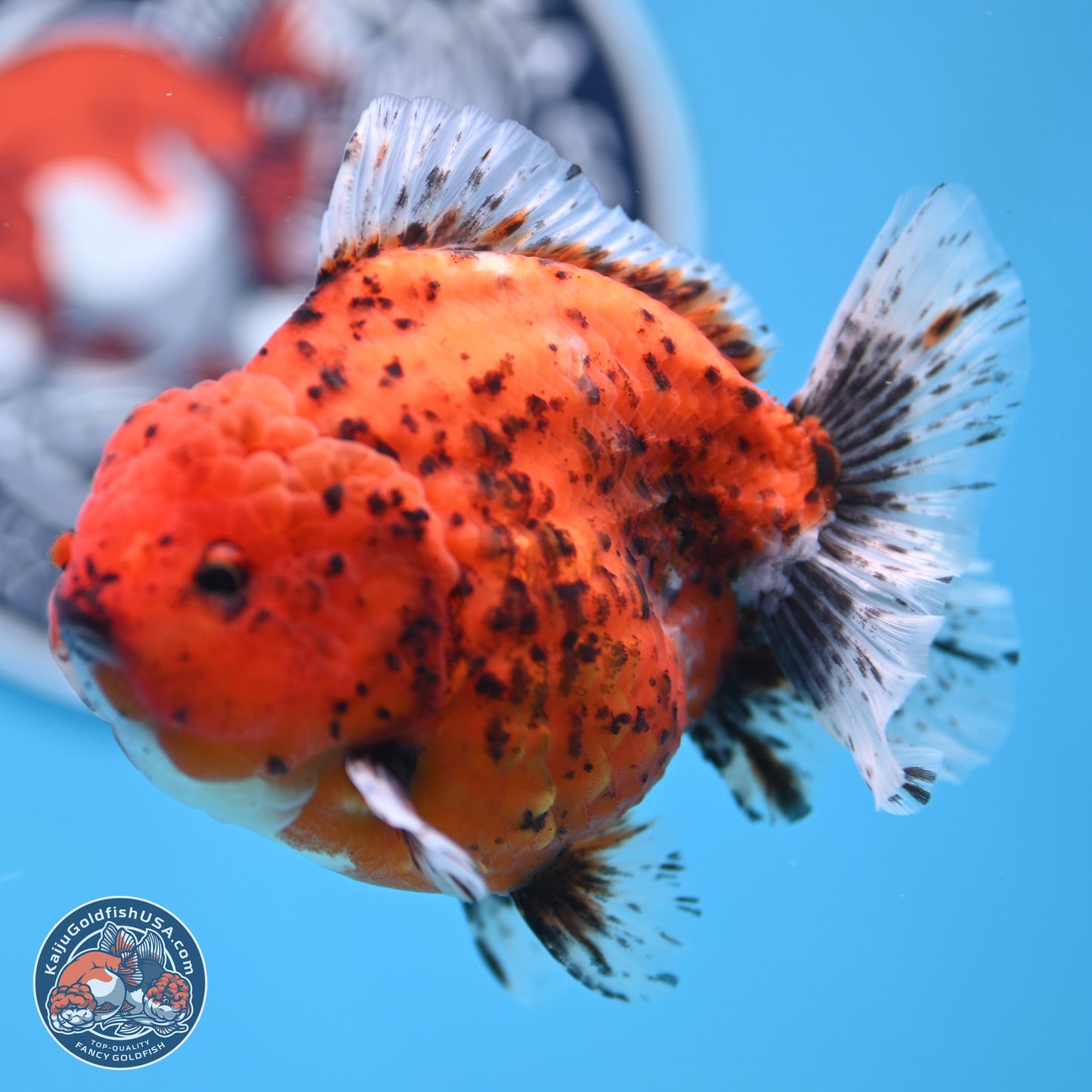 Shogun Tiger Oranda 4 inches Body - Male (250131_OR24)