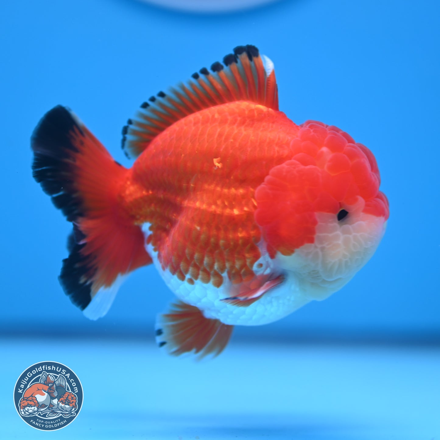 Tricolor YuanBao Oranda 3.25 inches Body - Male (241227_OR24) - Kaiju Goldfish USA