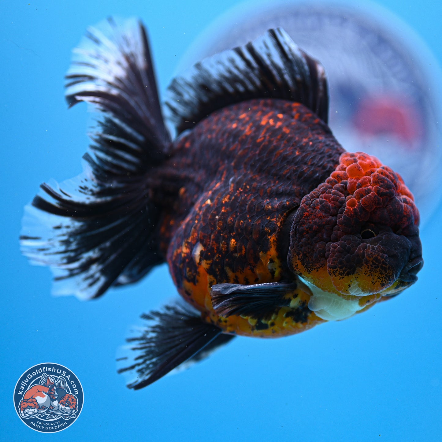 Red Kirin Rose Tail Oranda 4-5.5 inches (240913_OR24) - Kaiju Goldfish USA