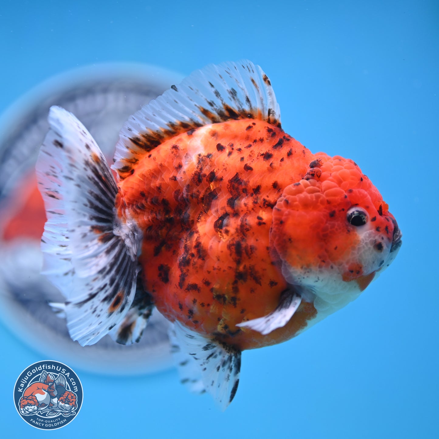 Shogun Tiger Oranda 4 inches Body - Male (250131_OR24)