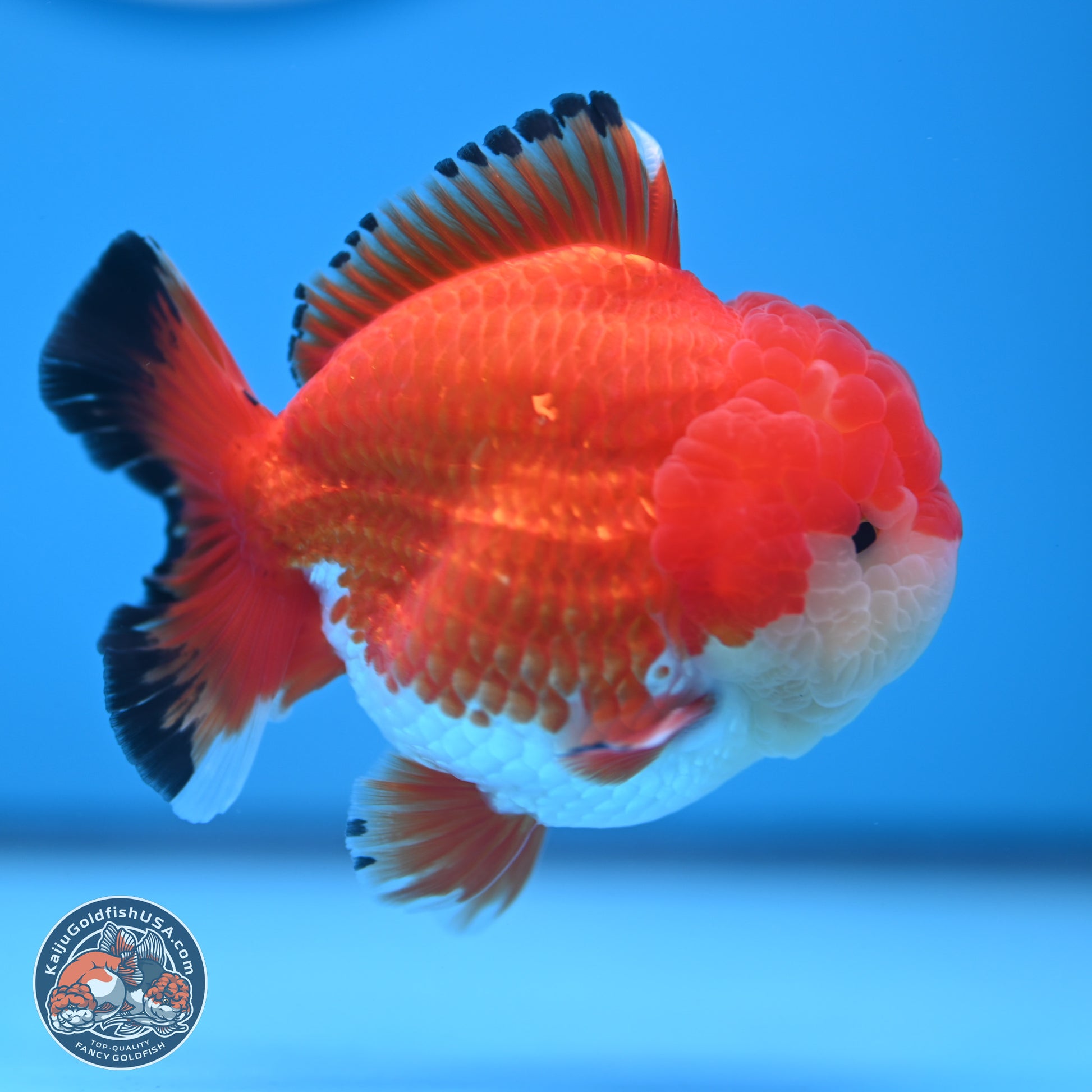 Tricolor YuanBao Oranda 3.25 inches Body - Male (241227_OR24) - Kaiju Goldfish USA