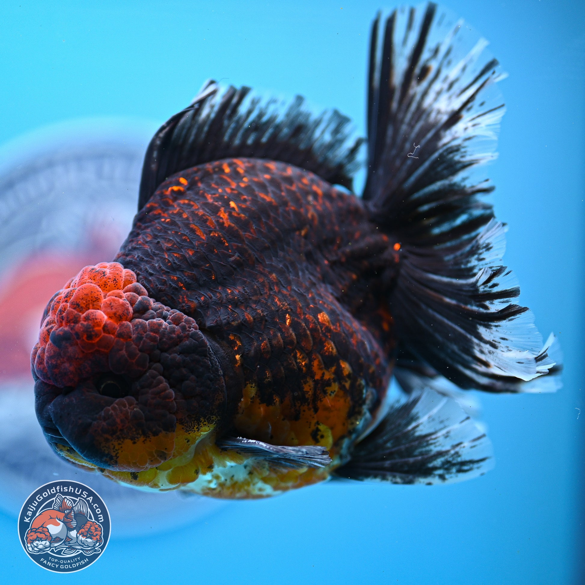 Red Kirin Rose Tail Oranda 4-5.5 inches (240913_OR24) - Kaiju Goldfish USA