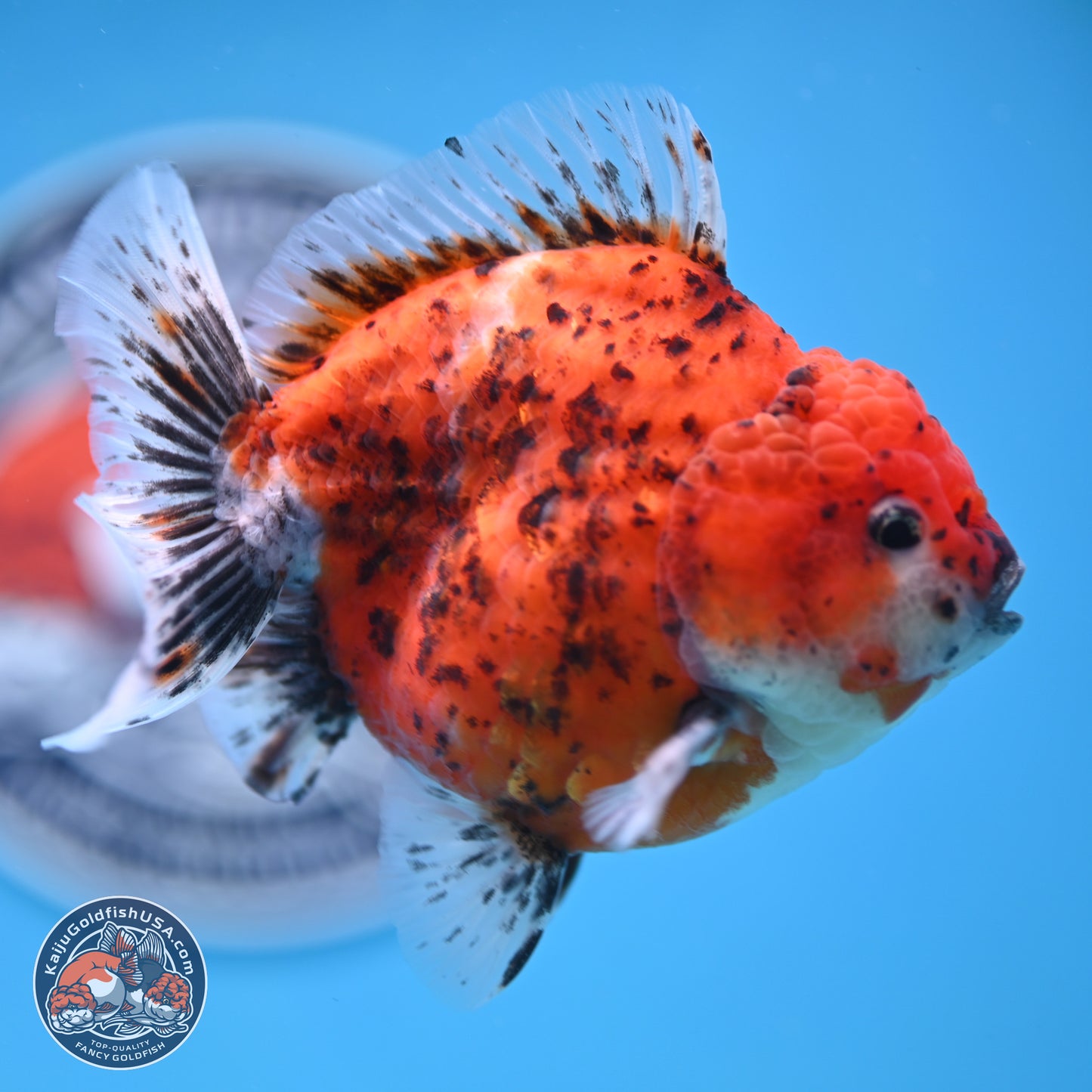 Shogun Tiger Oranda 4 inches Body - Male (250131_OR24)