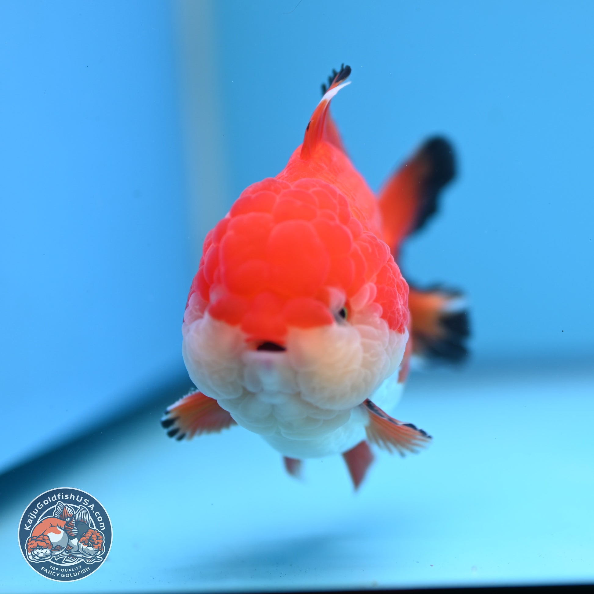 Tricolor YuanBao Oranda 3.25 inches Body - Male (241227_OR24) - Kaiju Goldfish USA