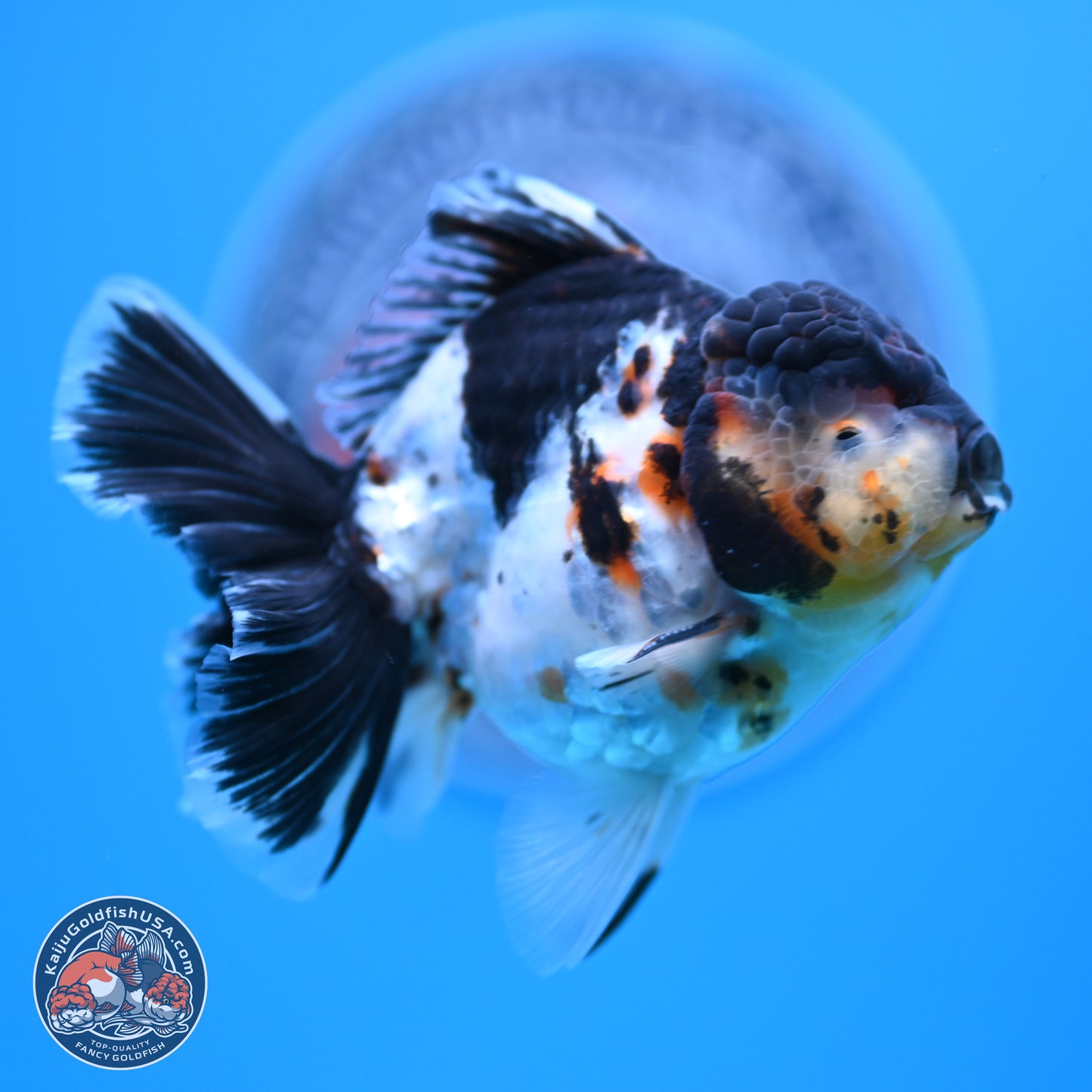 Calico Rose Tail Oranda 4 inches  (241018_OR24)