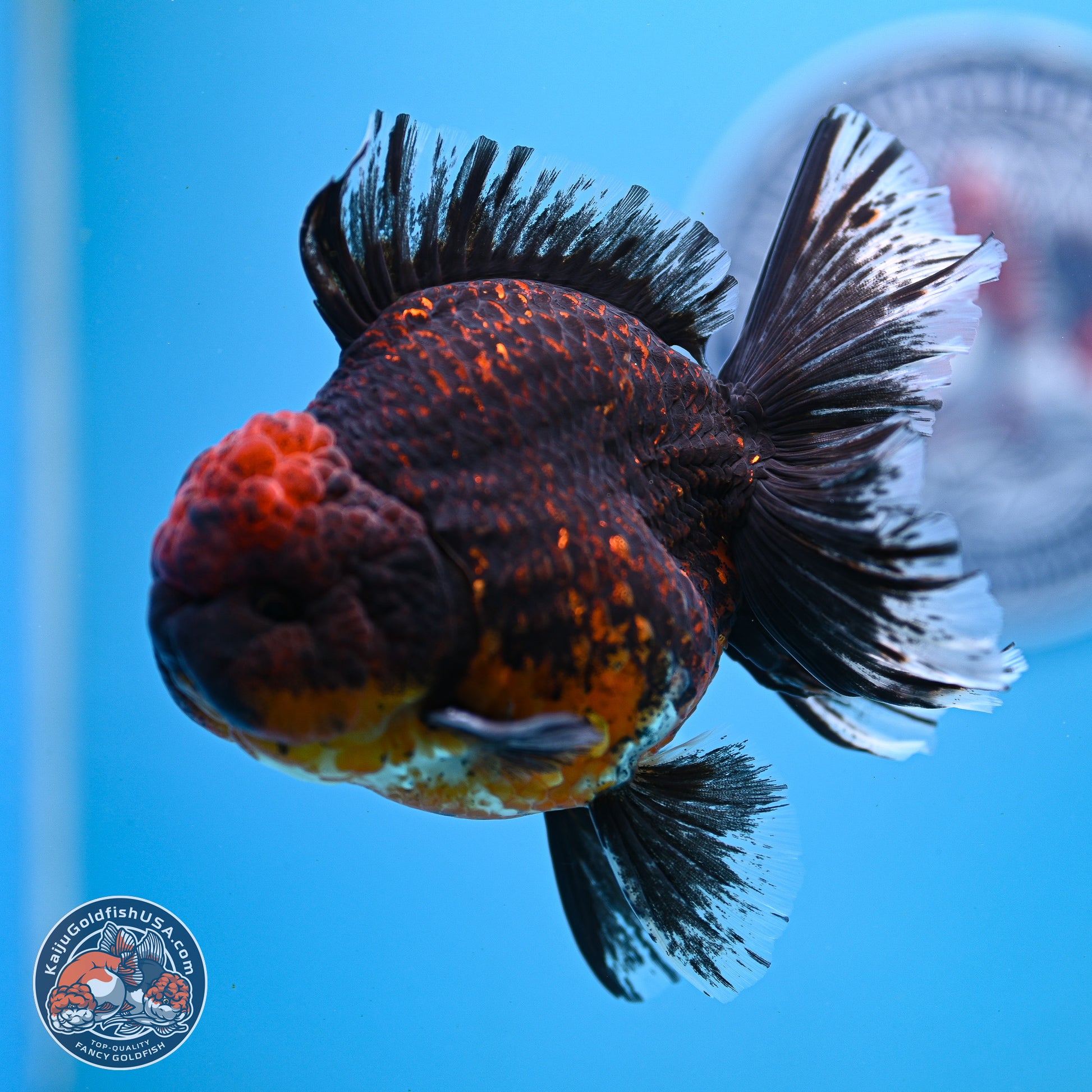 Red Kirin Rose Tail Oranda 4-5.5 inches (240913_OR24) - Kaiju Goldfish USA