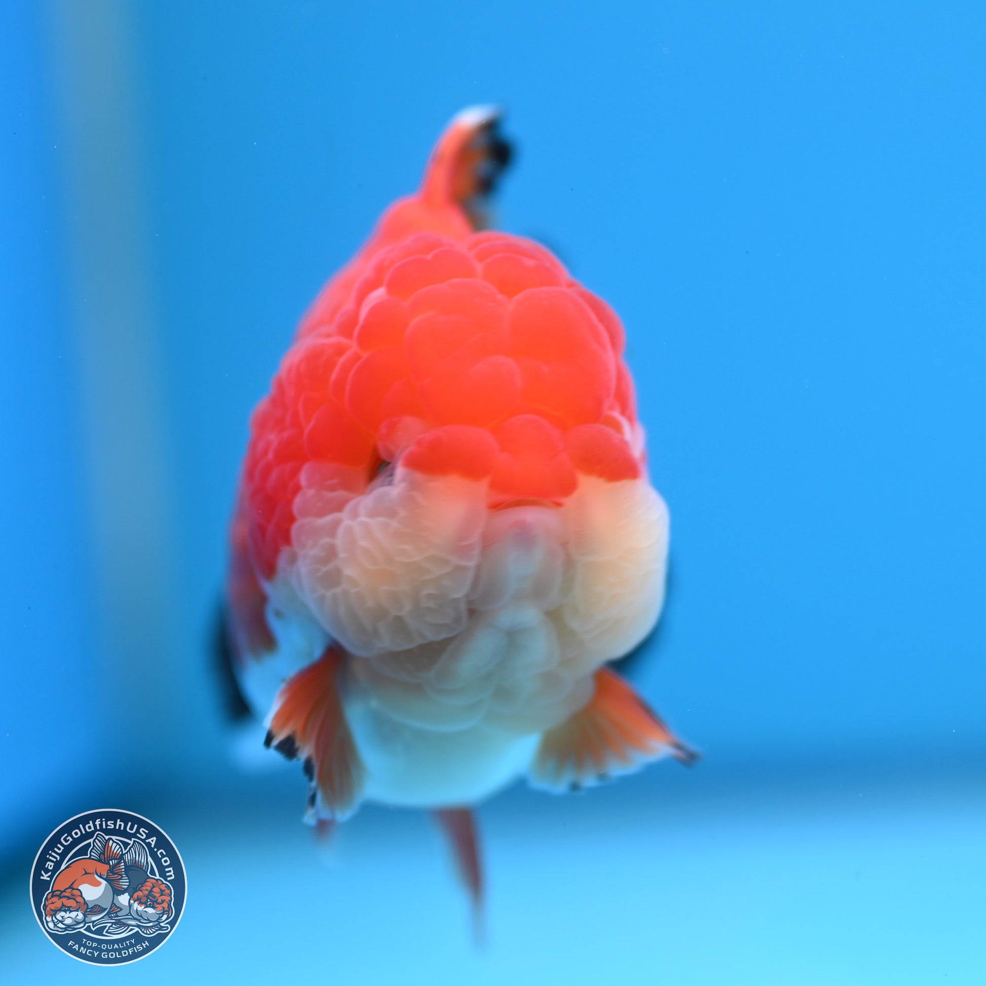 Tricolor YuanBao Oranda 3.25 inches Body - Male (241227_OR24) - Kaiju Goldfish USA