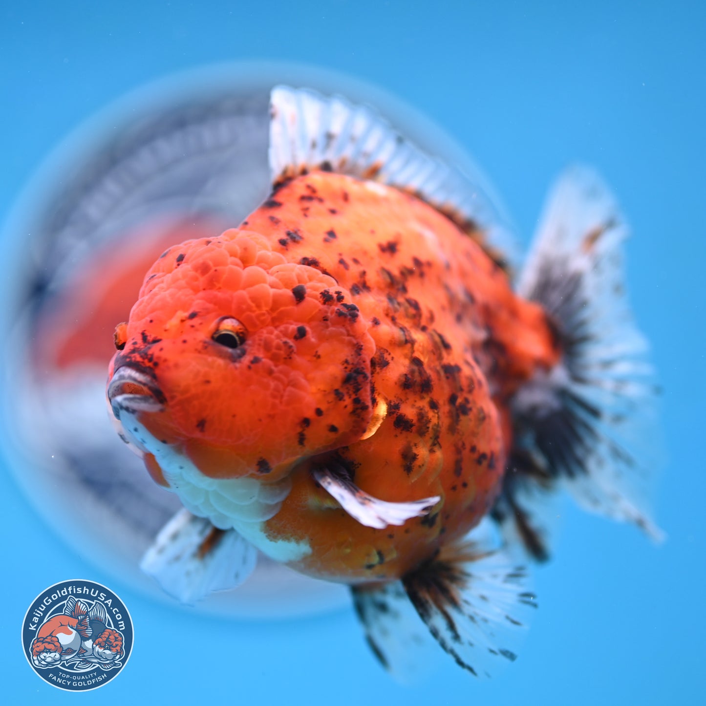 Shogun Tiger Oranda 4 inches Body - Male (250131_OR24)