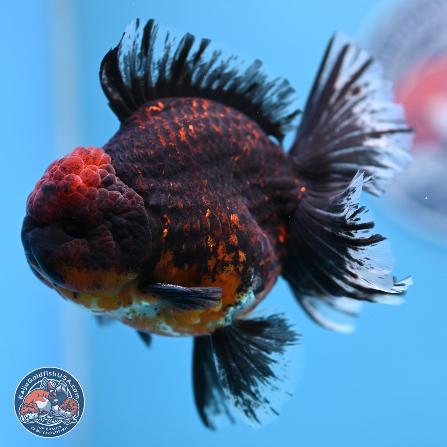 Red Kirin Rose Tail Oranda 4-5.5 inches (240913_OR24) - Kaiju Goldfish USA