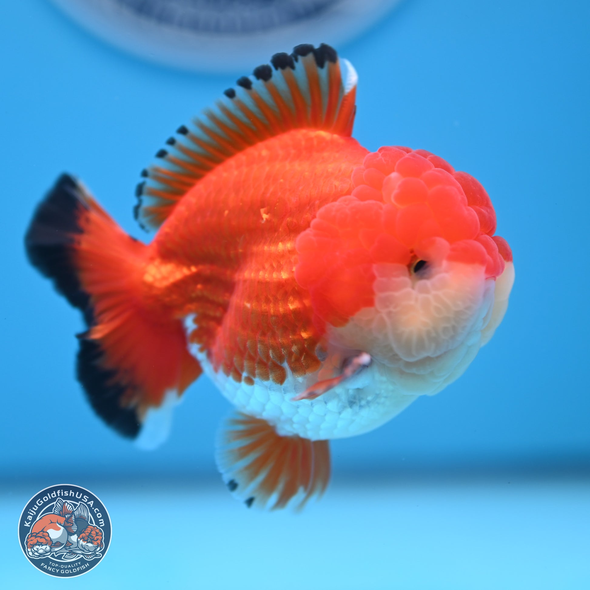 Tricolor YuanBao Oranda 3.25 inches Body - Male (241227_OR24) - Kaiju Goldfish USA