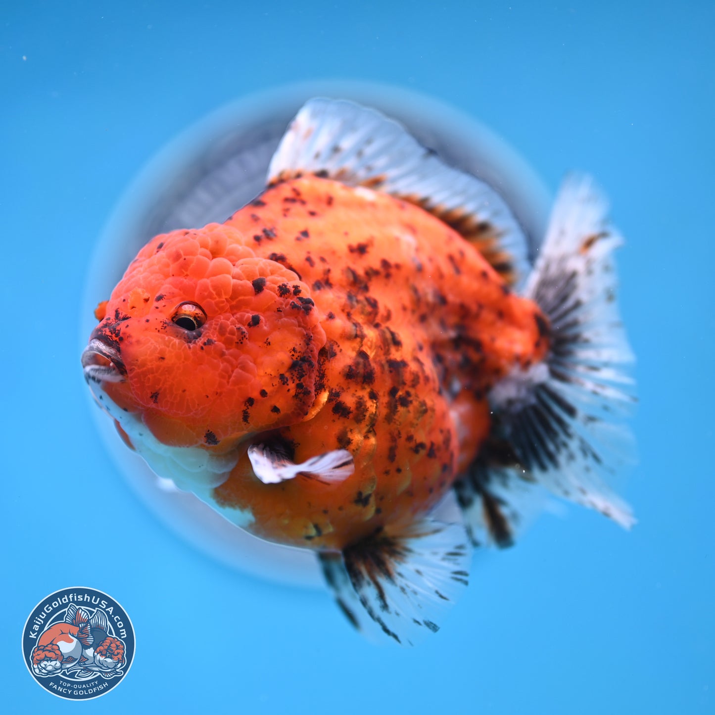 Shogun Tiger Oranda 4 inches Body - Male (250131_OR24)