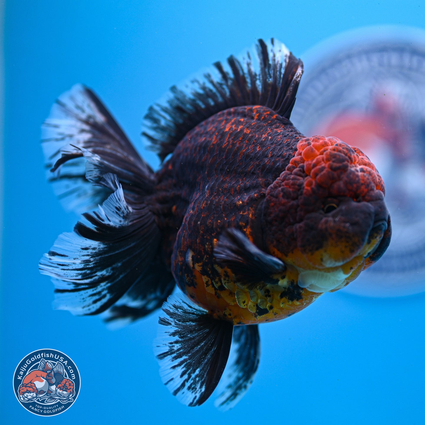 Red Kirin Rose Tail Oranda 4-5.5 inches (240913_OR24) - Kaiju Goldfish USA