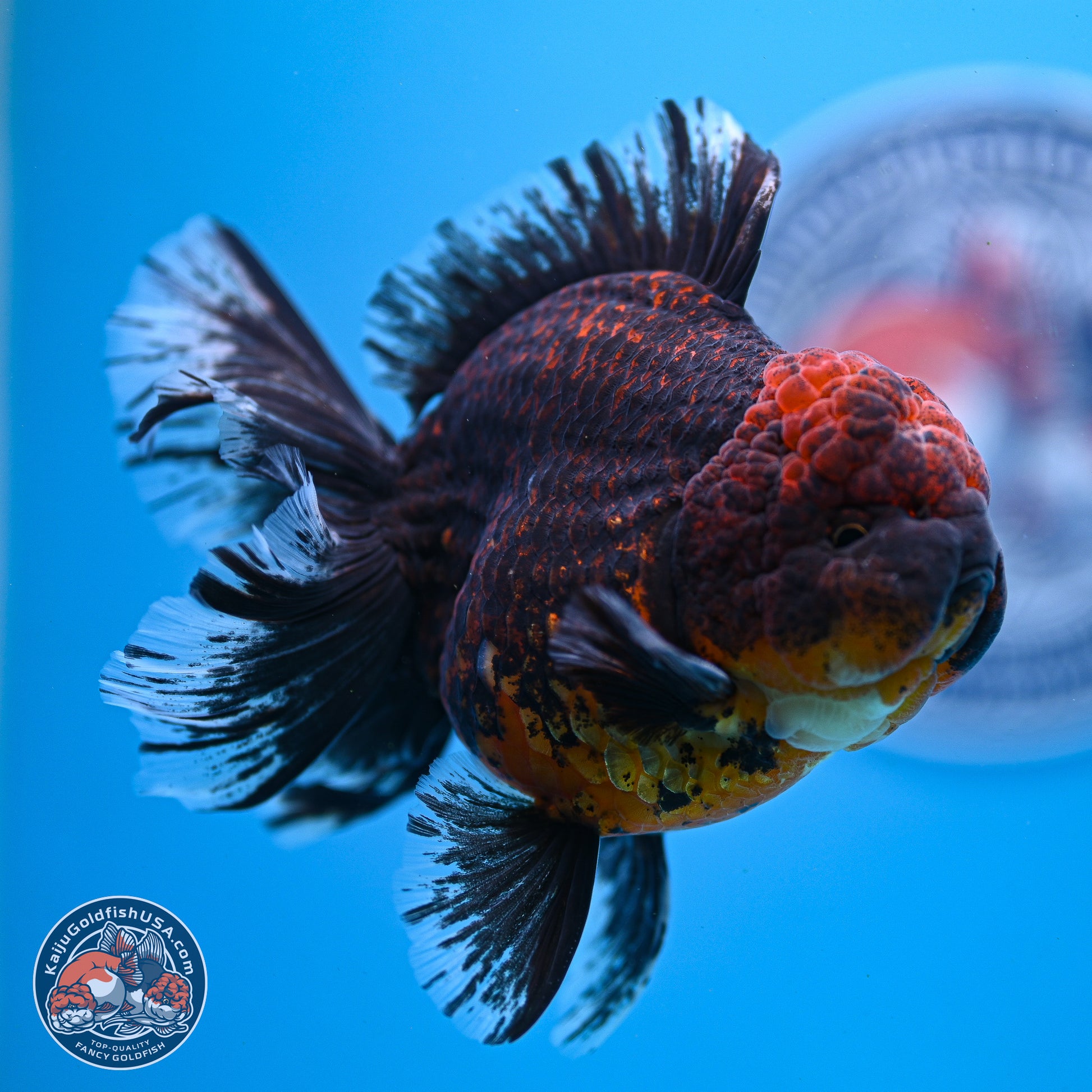 Red Kirin Rose Tail Oranda 4-5.5 inches (240913_OR24) - Kaiju Goldfish USA