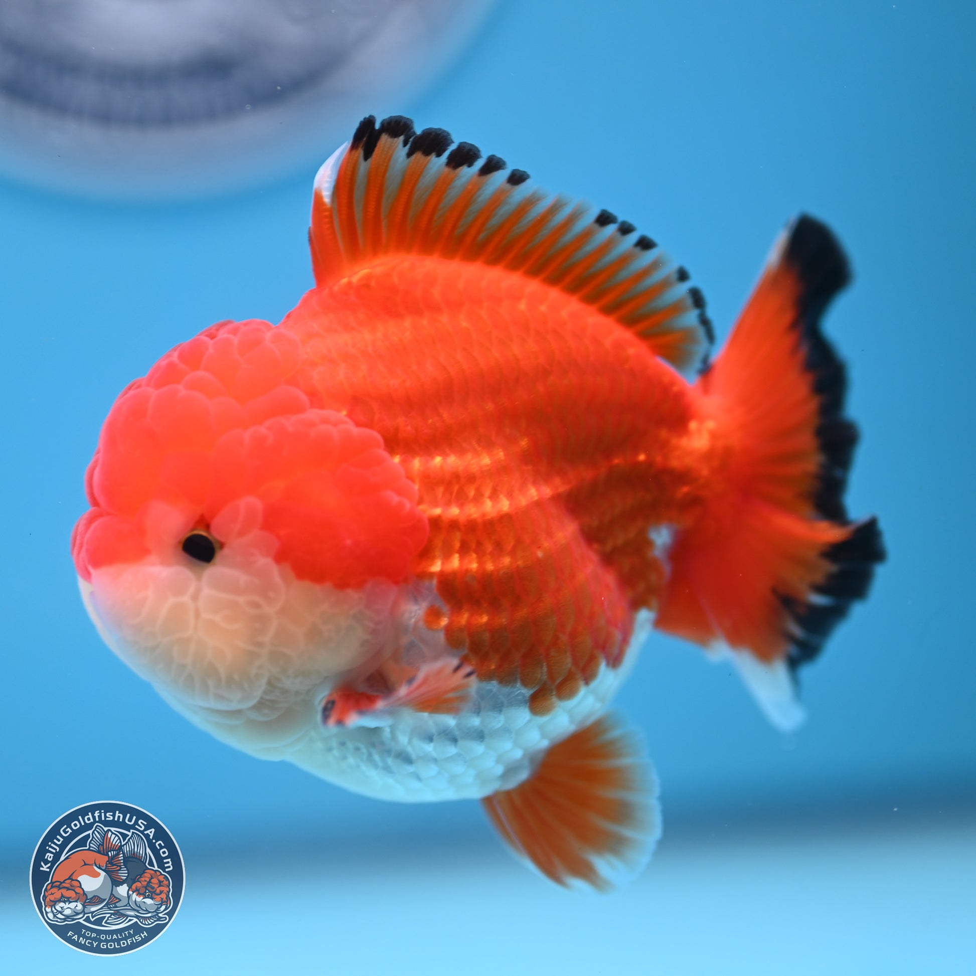 Tricolor YuanBao Oranda 3.25 inches Body - Male (241227_OR24) - Kaiju Goldfish USA