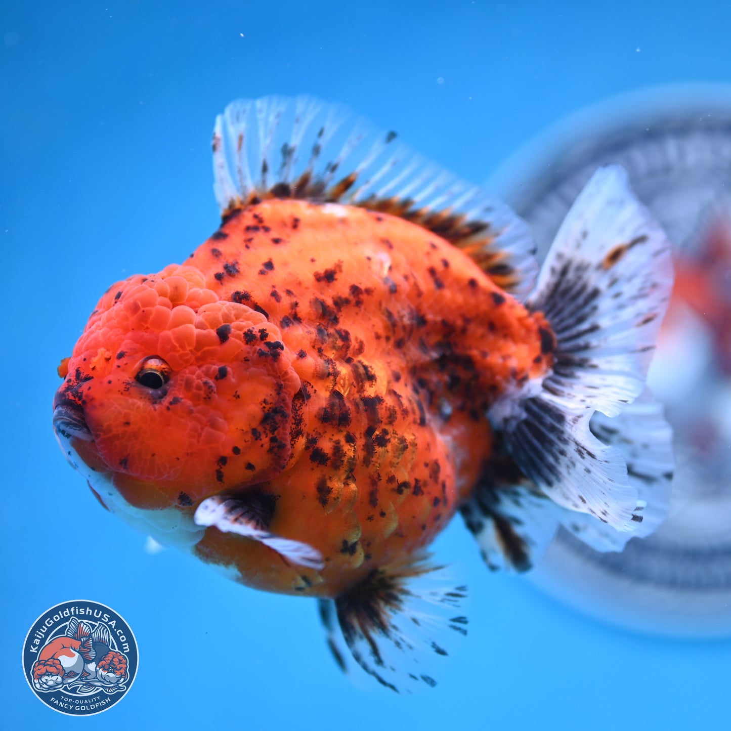 Shogun Tiger Oranda 4 inches Body - Male (250131_OR24)