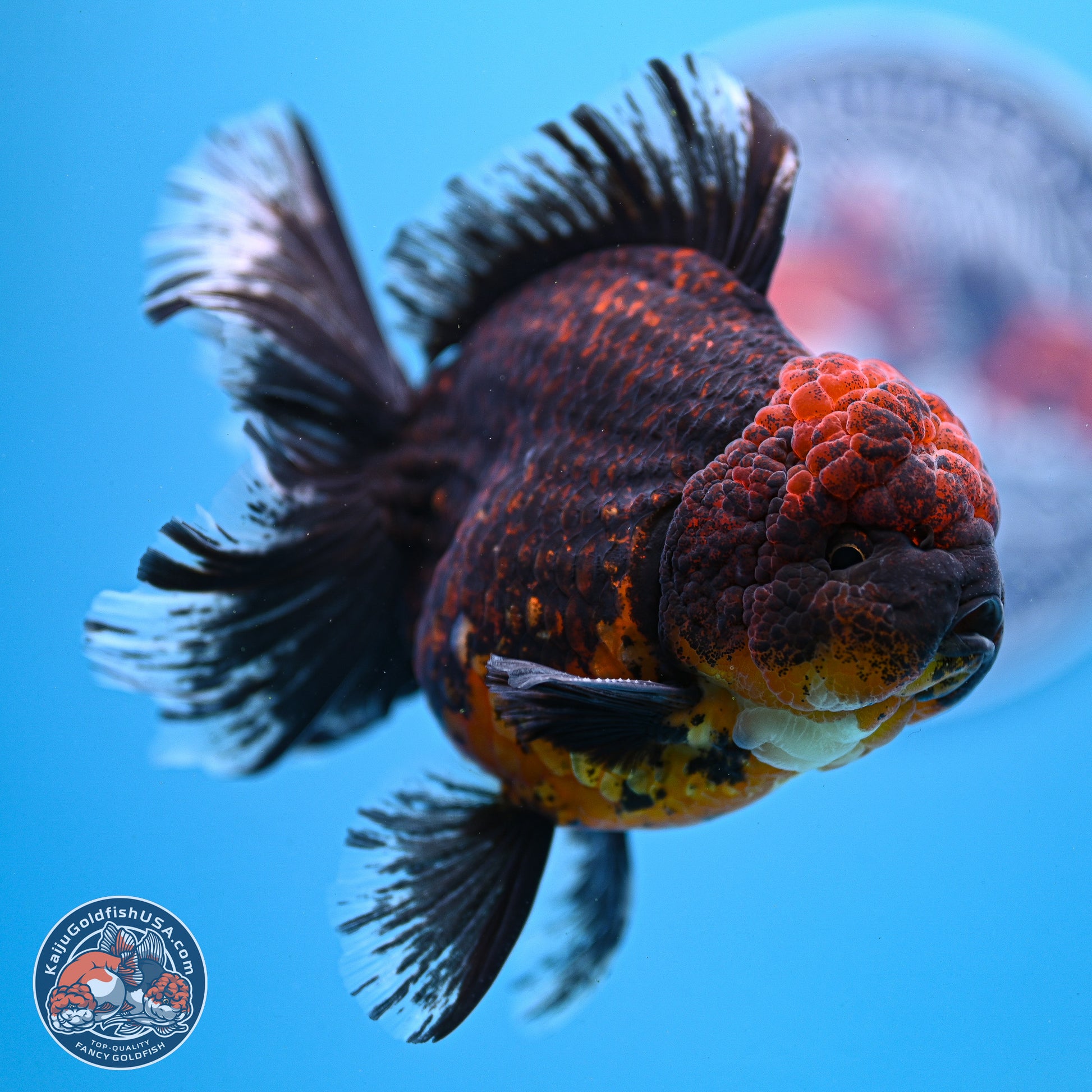 Red Kirin Rose Tail Oranda 4-5.5 inches (240913_OR24) - Kaiju Goldfish USA