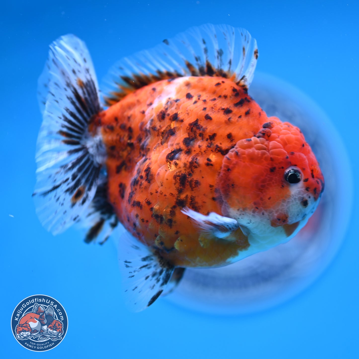 Shogun Tiger Oranda 4 inches Body - Male (250131_OR24)