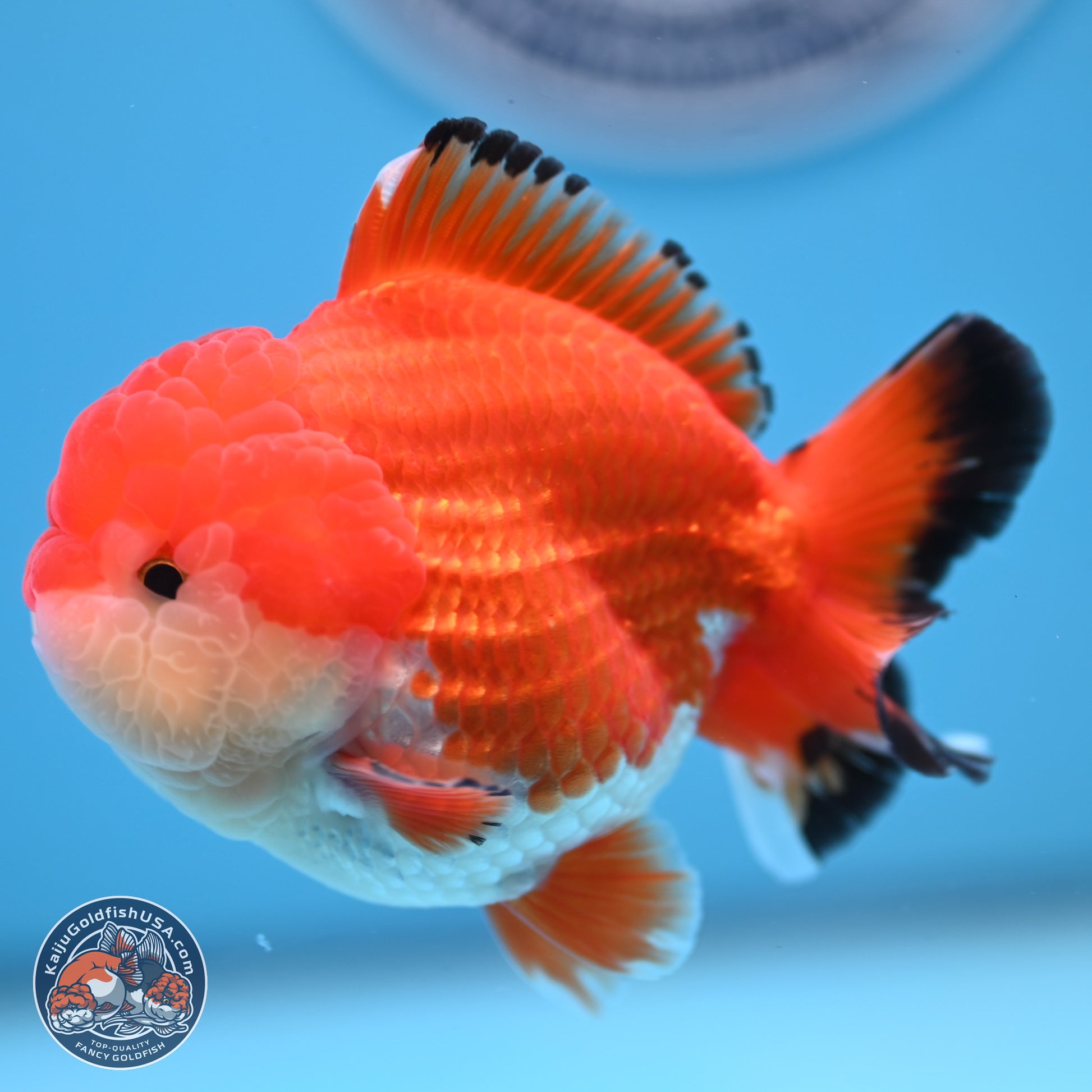 Tricolor YuanBao Oranda 3.25 inches Body - Male (241227_OR24) - Kaiju Goldfish USA