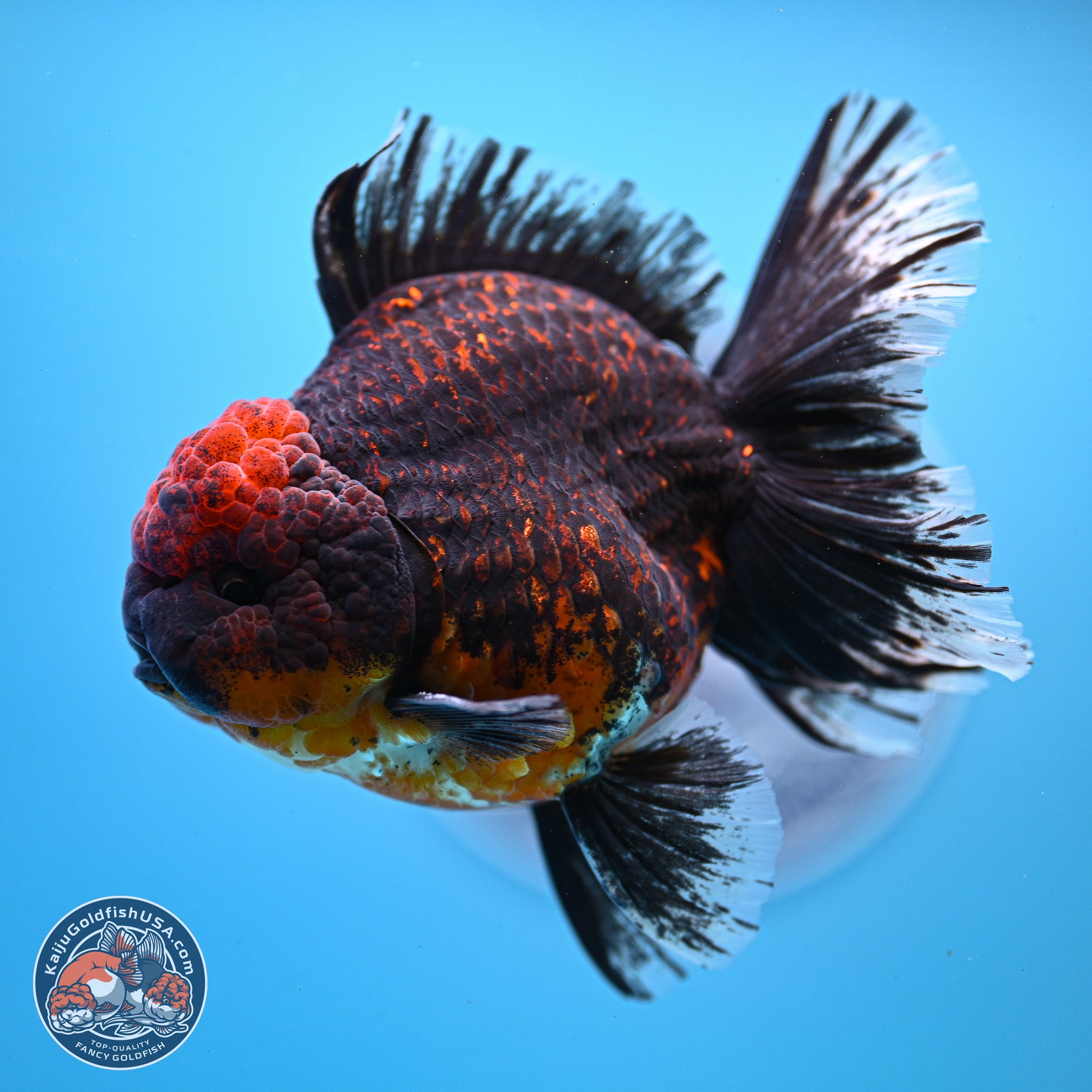 Red Kirin Rose Tail Oranda 4-5.5 inches (240913_OR24) - Kaiju Goldfish USA