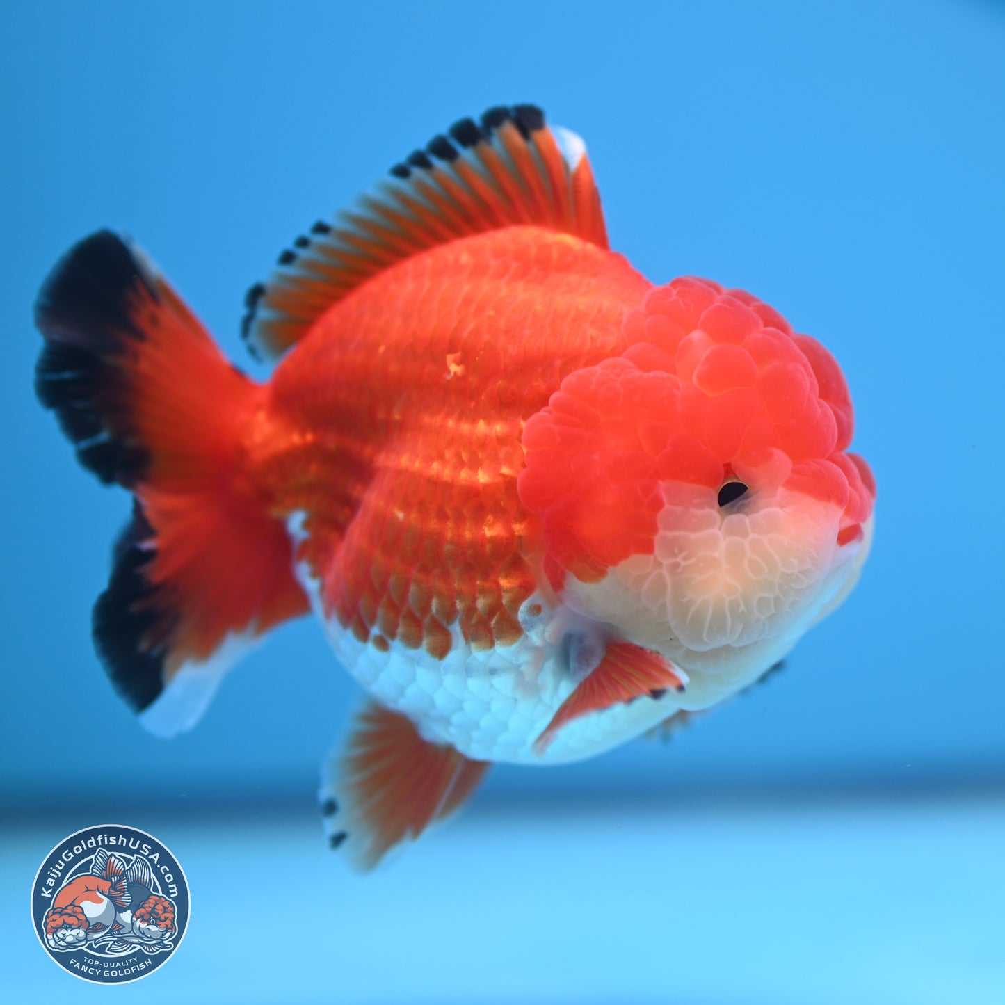 Tricolor YuanBao Oranda 3.25 inches Body - Male (241227_OR24) - Kaiju Goldfish USA