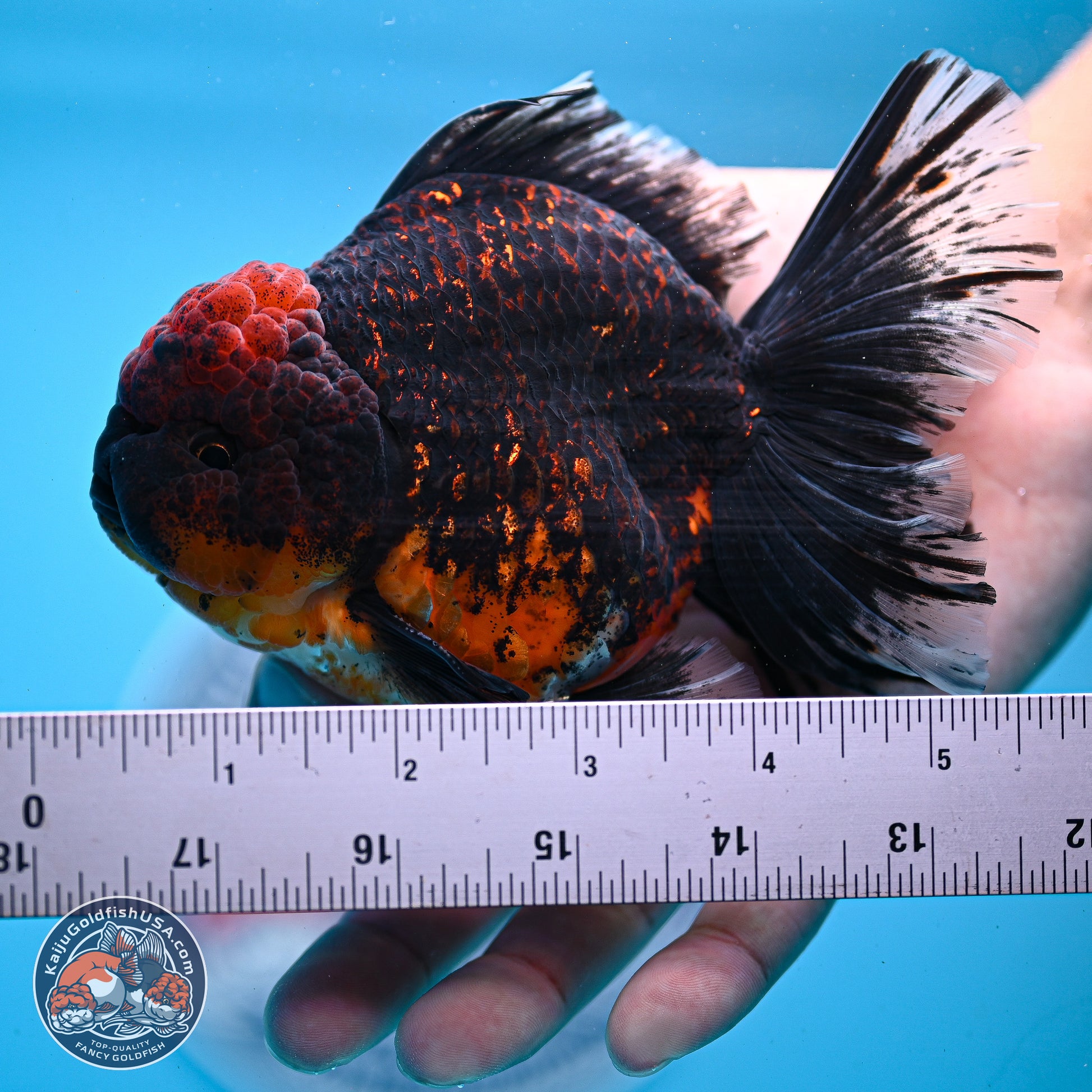 Red Kirin Rose Tail Oranda 4-5.5 inches (240913_OR24) - Kaiju Goldfish USA