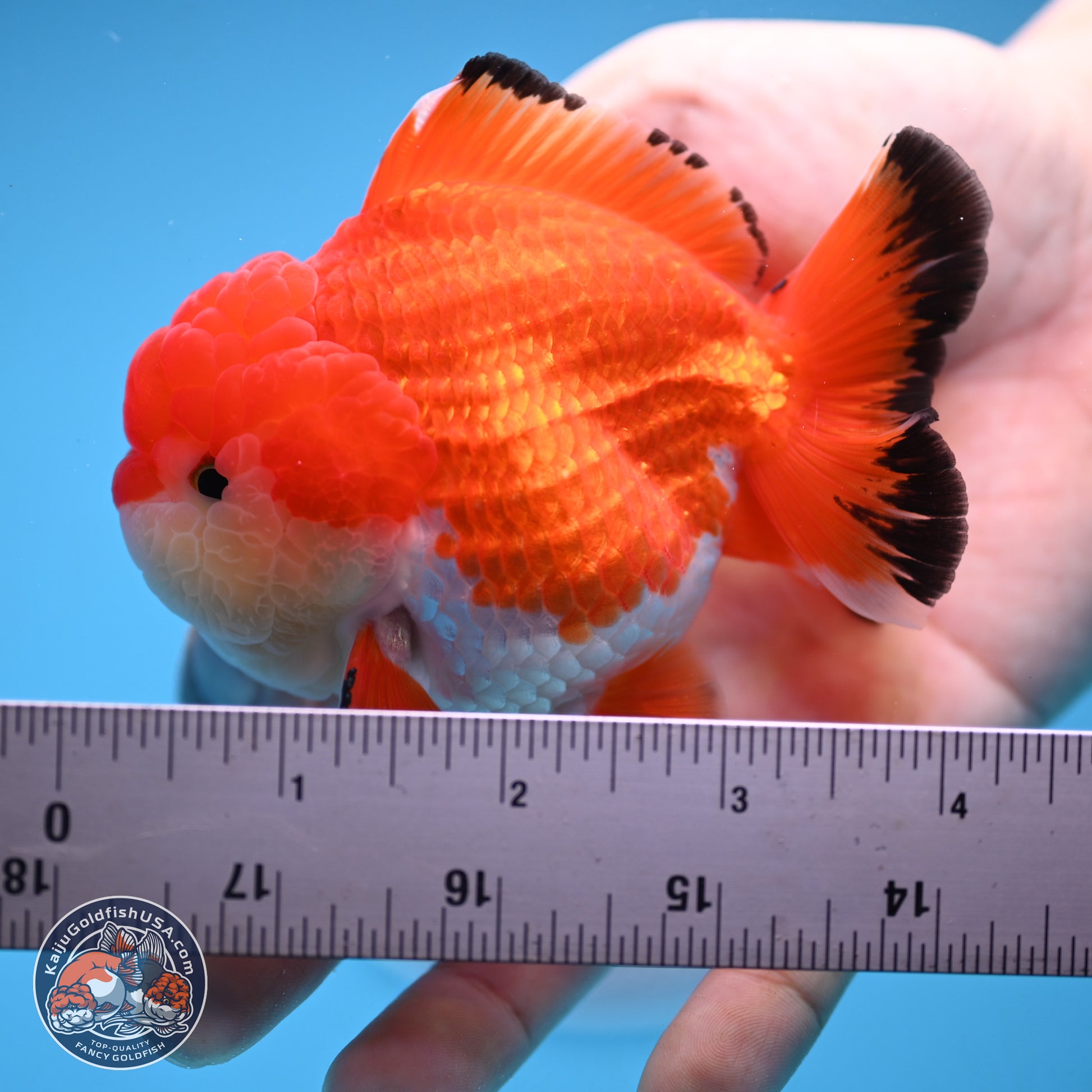 Tricolor YuanBao Oranda 3.25 inches Body - Male (241227_OR24) - Kaiju Goldfish USA