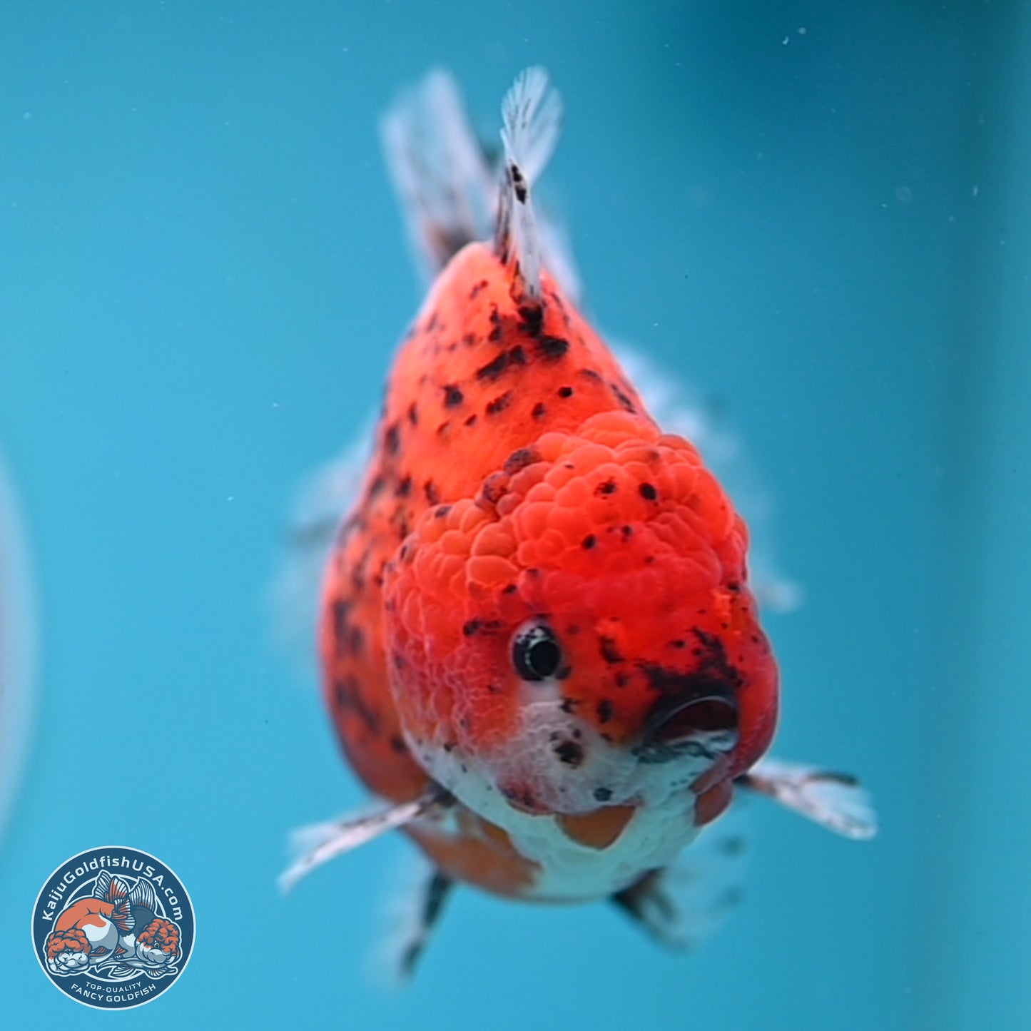 Shogun Tiger Oranda 4 inches Body - Male (250131_OR24)