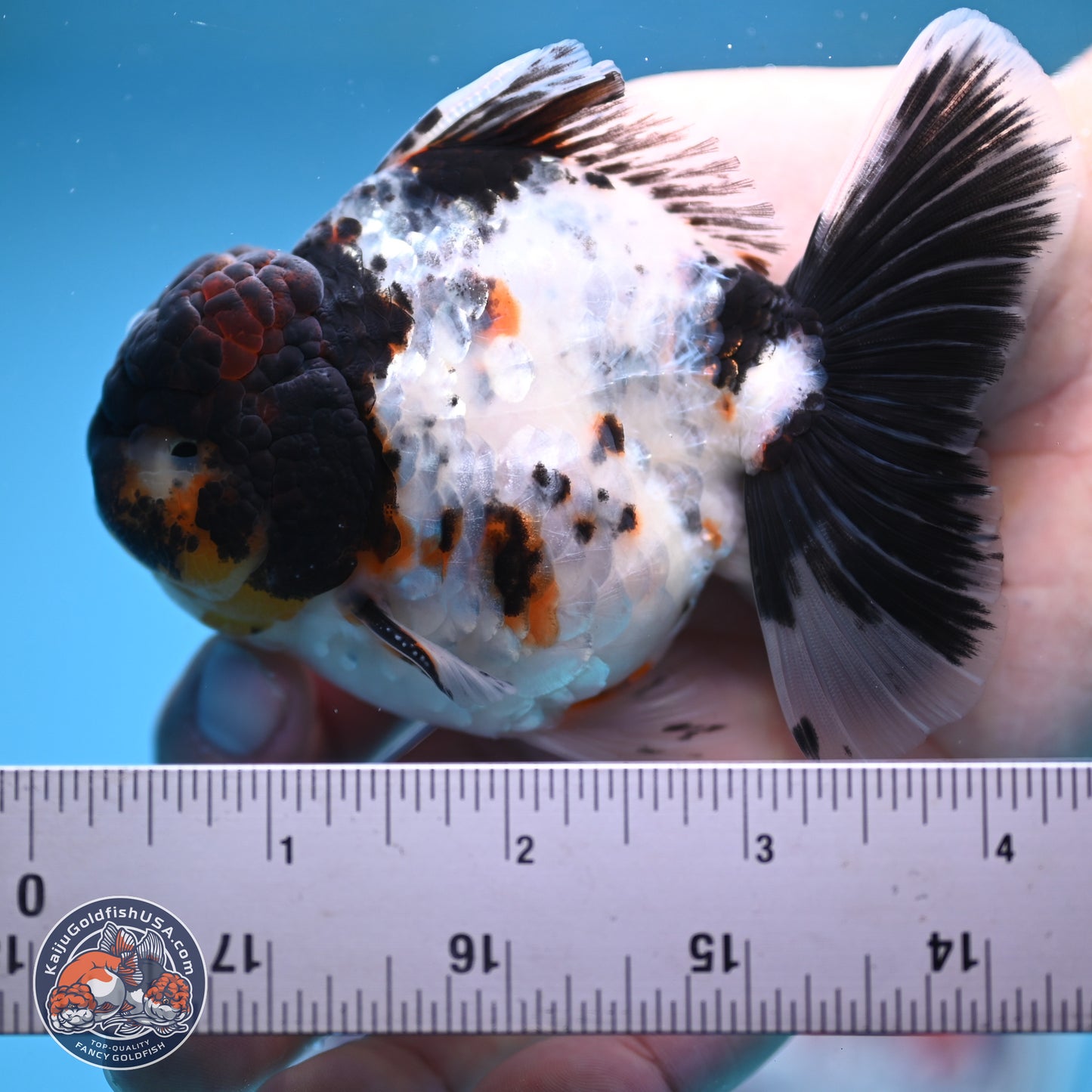 Calico Rose Tail Oranda 4 inches  (241018_OR24)