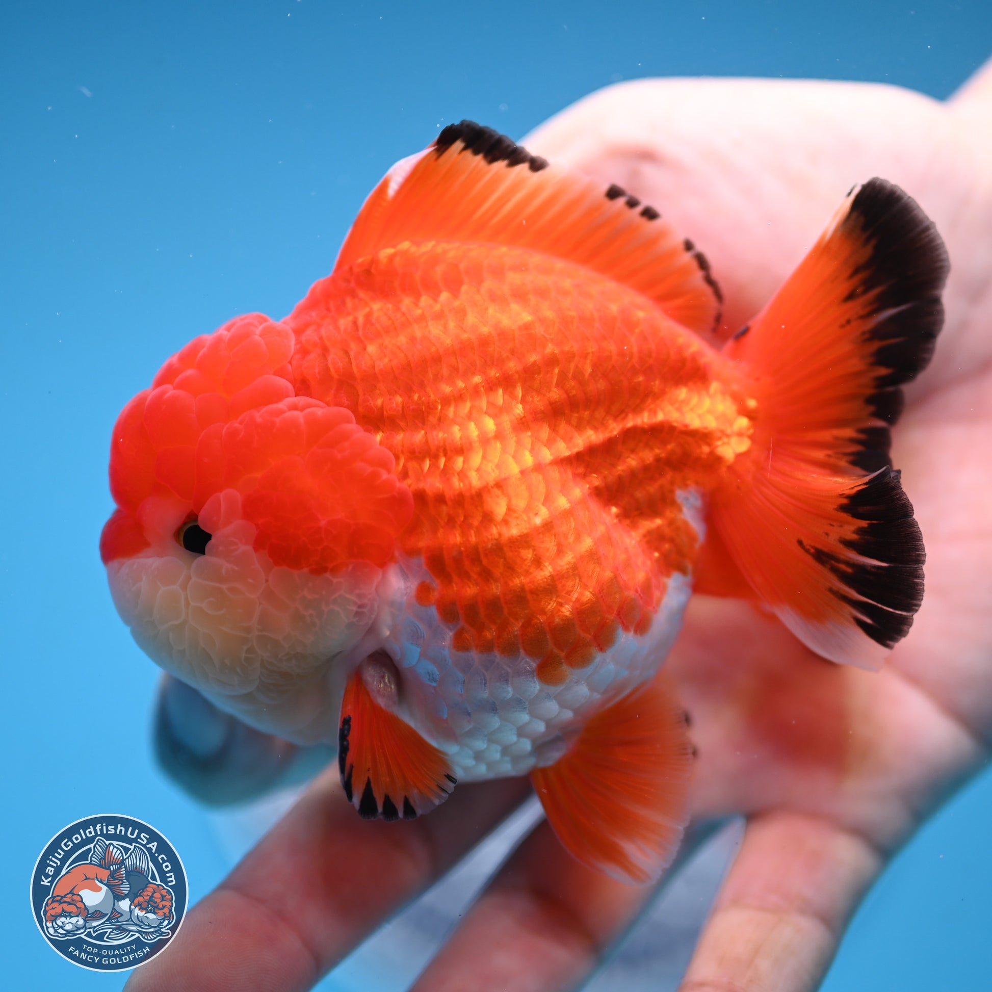 Tricolor YuanBao Oranda 3.25 inches Body - Male (241227_OR24) - Kaiju Goldfish USA