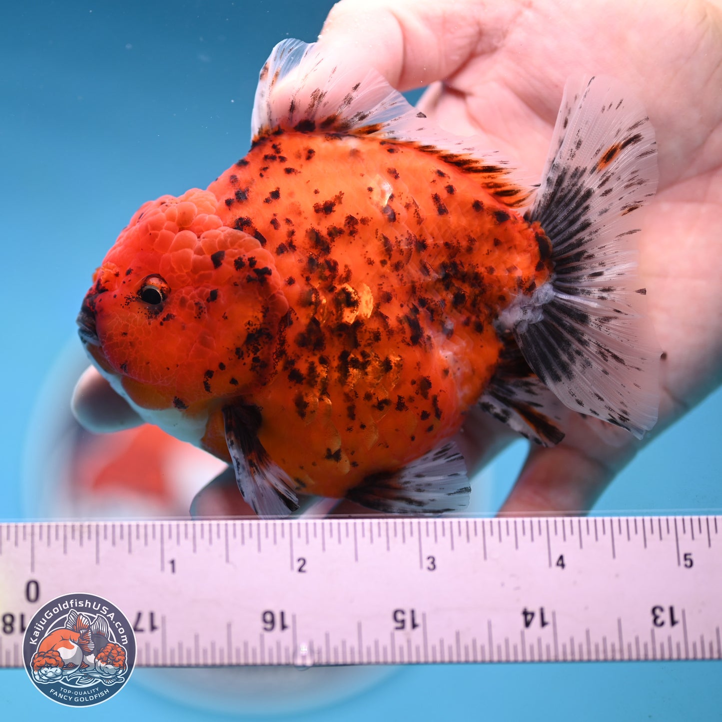 Shogun Tiger Oranda 4 inches Body - Male (250131_OR24)