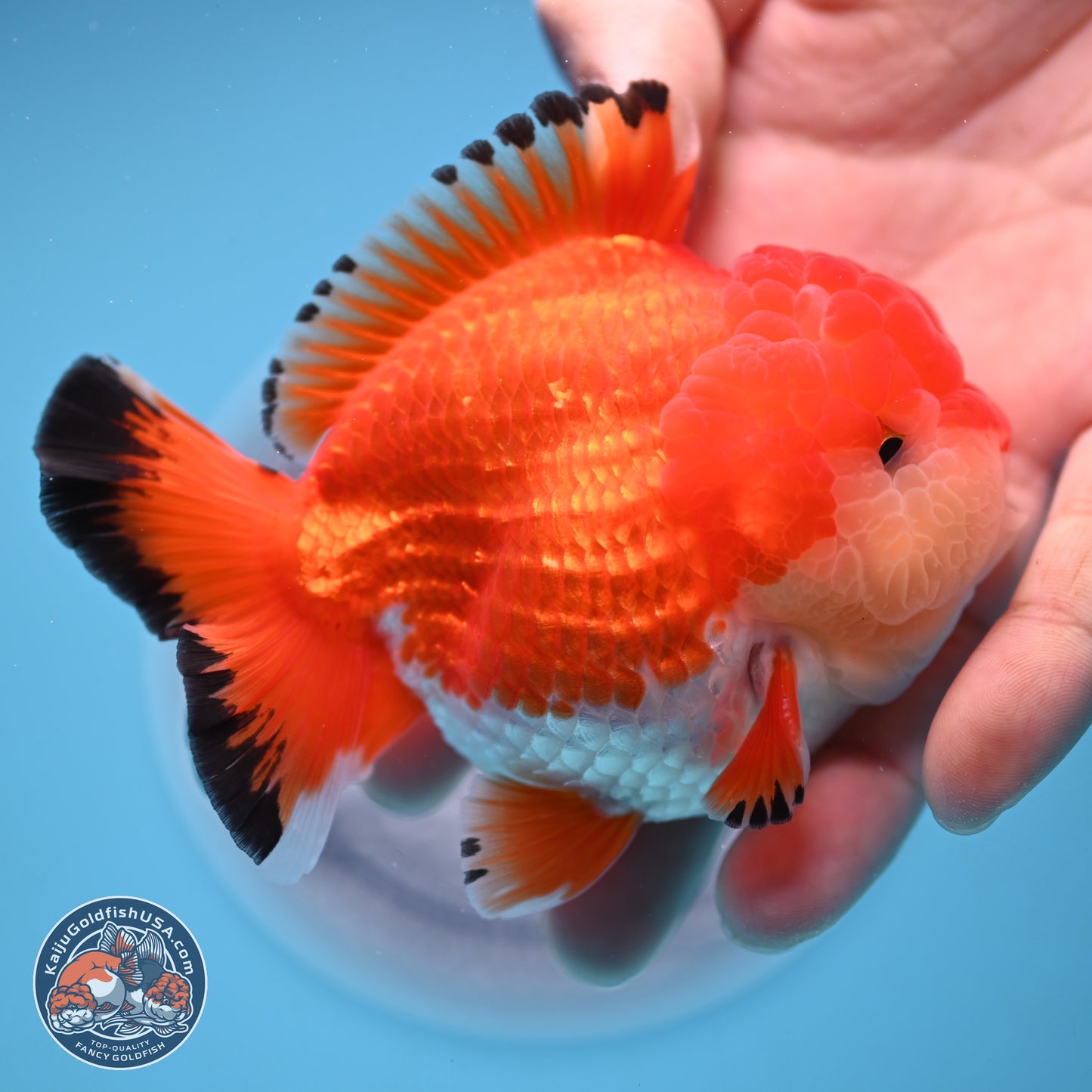 Tricolor YuanBao Oranda 3.25 inches Body - Male (241227_OR24) - Kaiju Goldfish USA