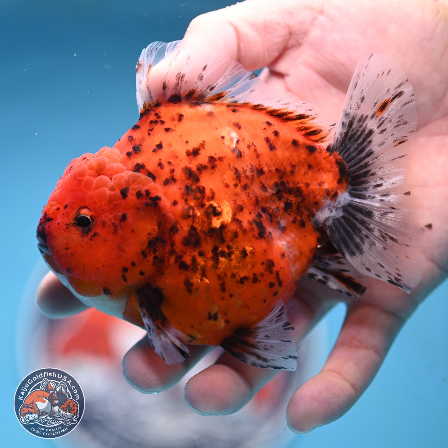 Shogun Tiger Oranda 4 inches Body - Male (250131_OR24)