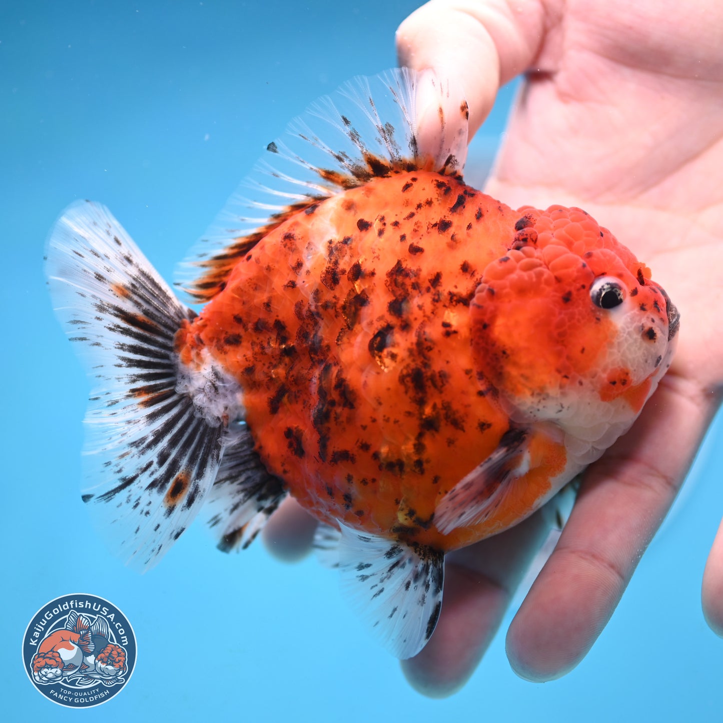 Shogun Tiger Oranda 4 inches Body - Male (250131_OR24)