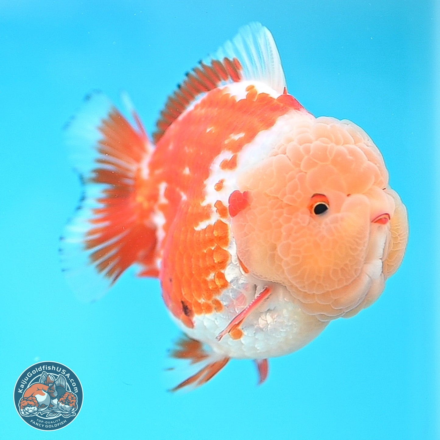 Jade Head Red White YuanBao Oranda 4 inches Body - Female (250131_OR25)