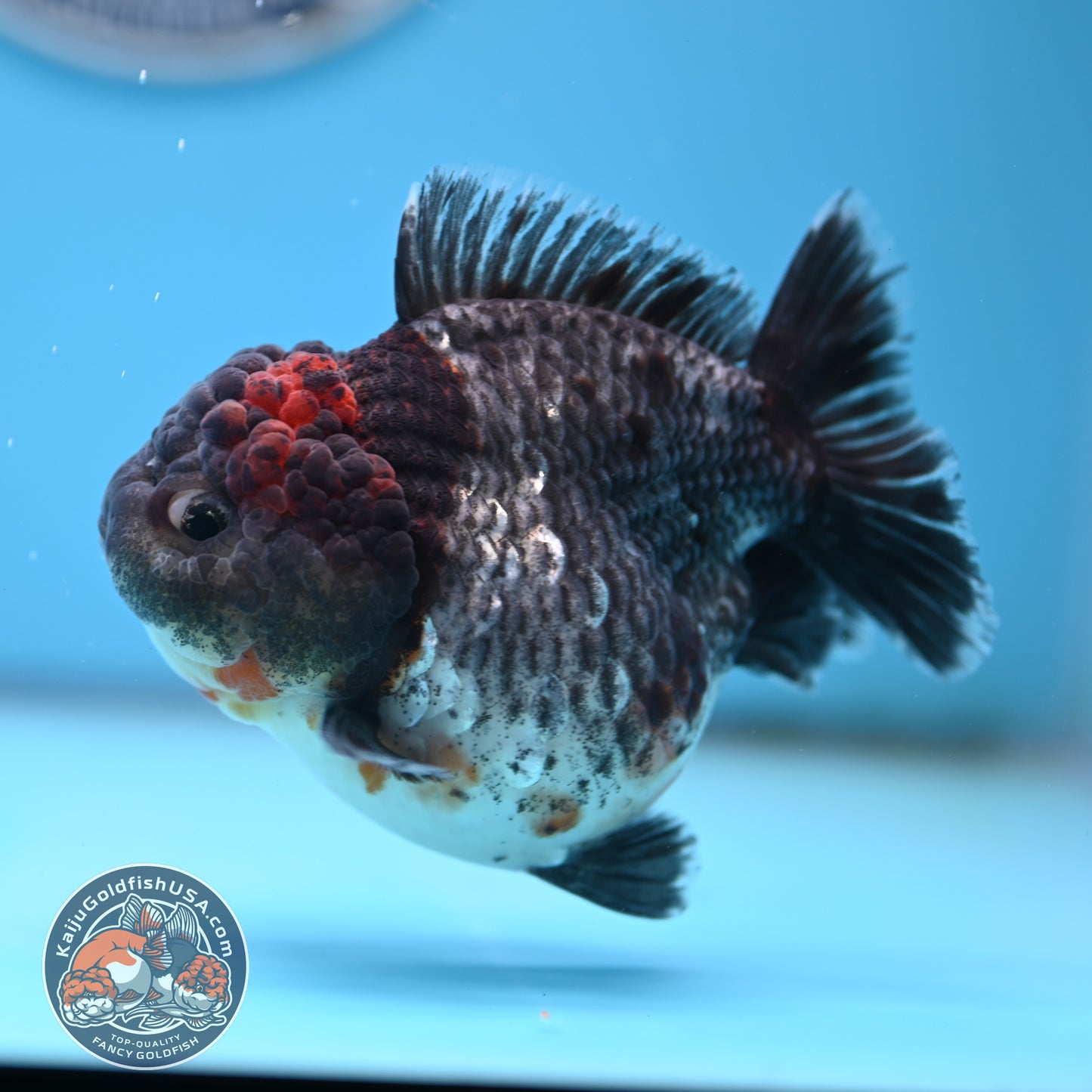Shogun Godzilla Grey Kirin Oranda 4 inches Body (250509_OR25)