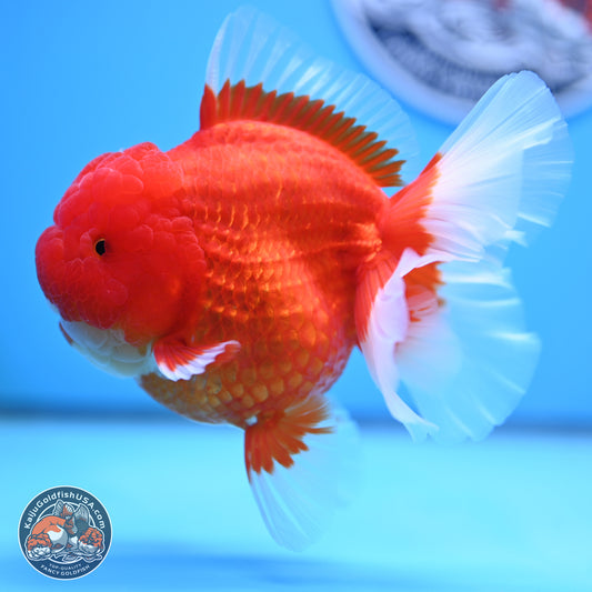 Jumbo Rose Tail Red White Oranda 5 inches Body - Female (250207_OR25)